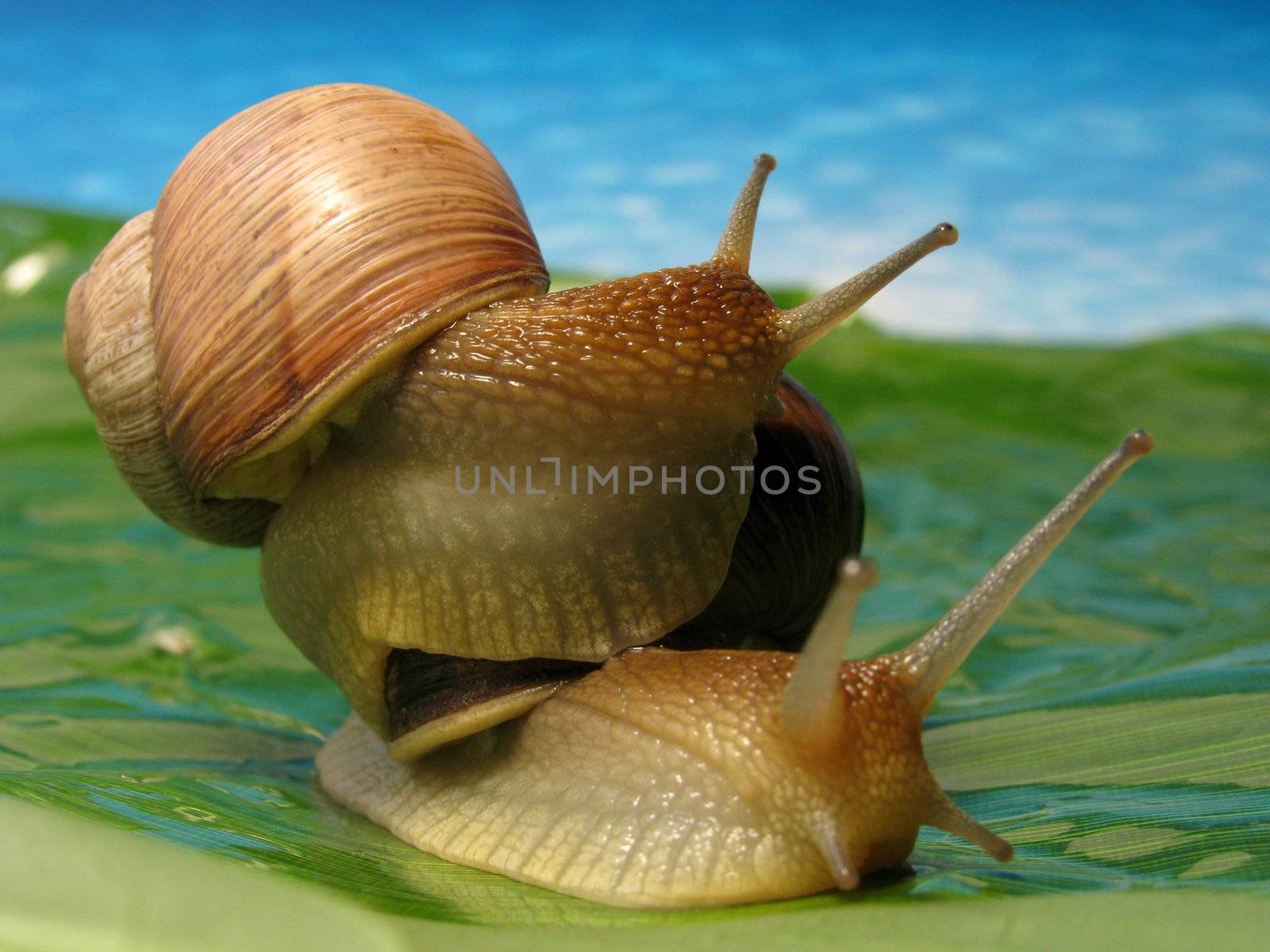 snail climb up another