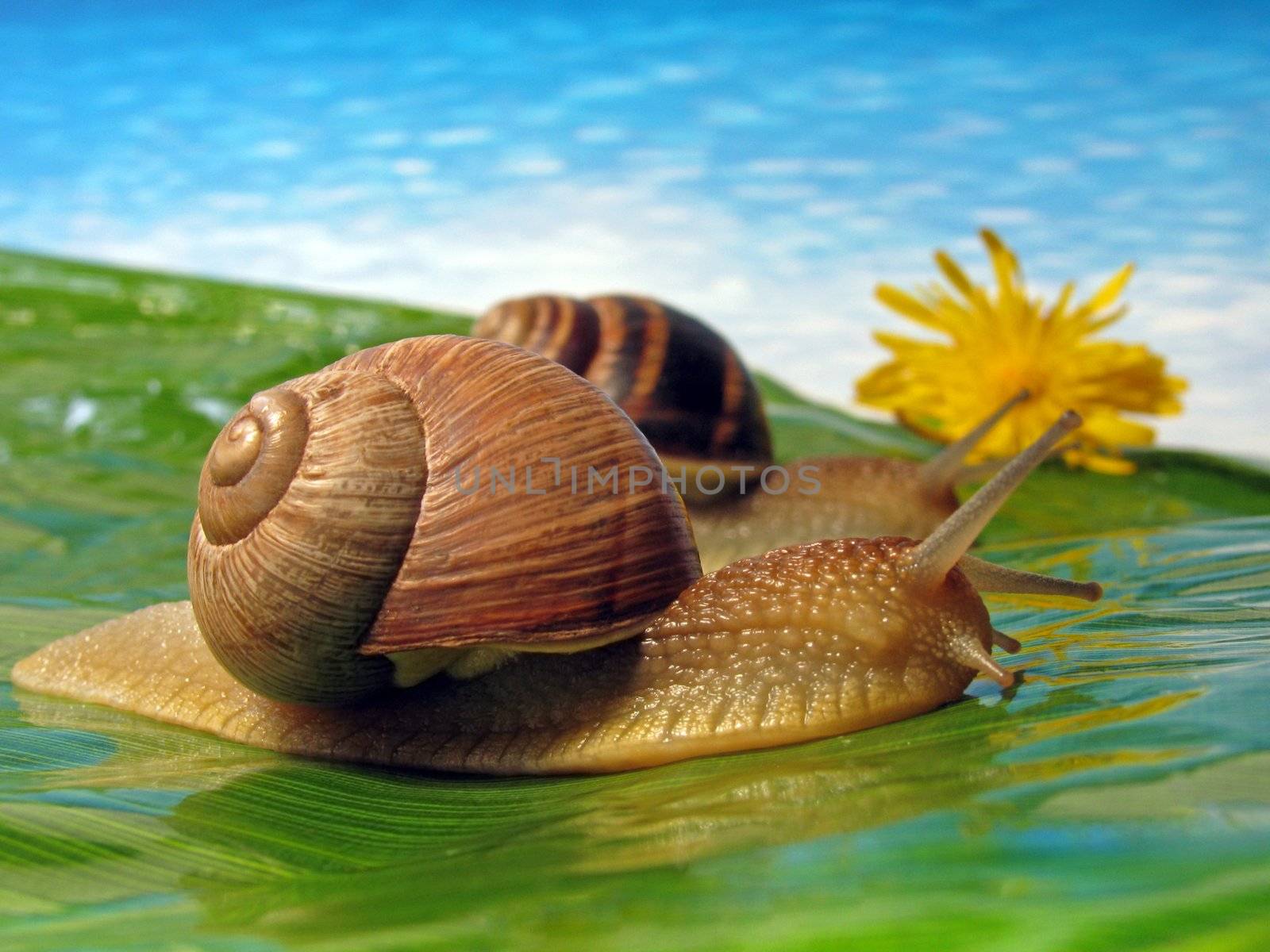 two snails