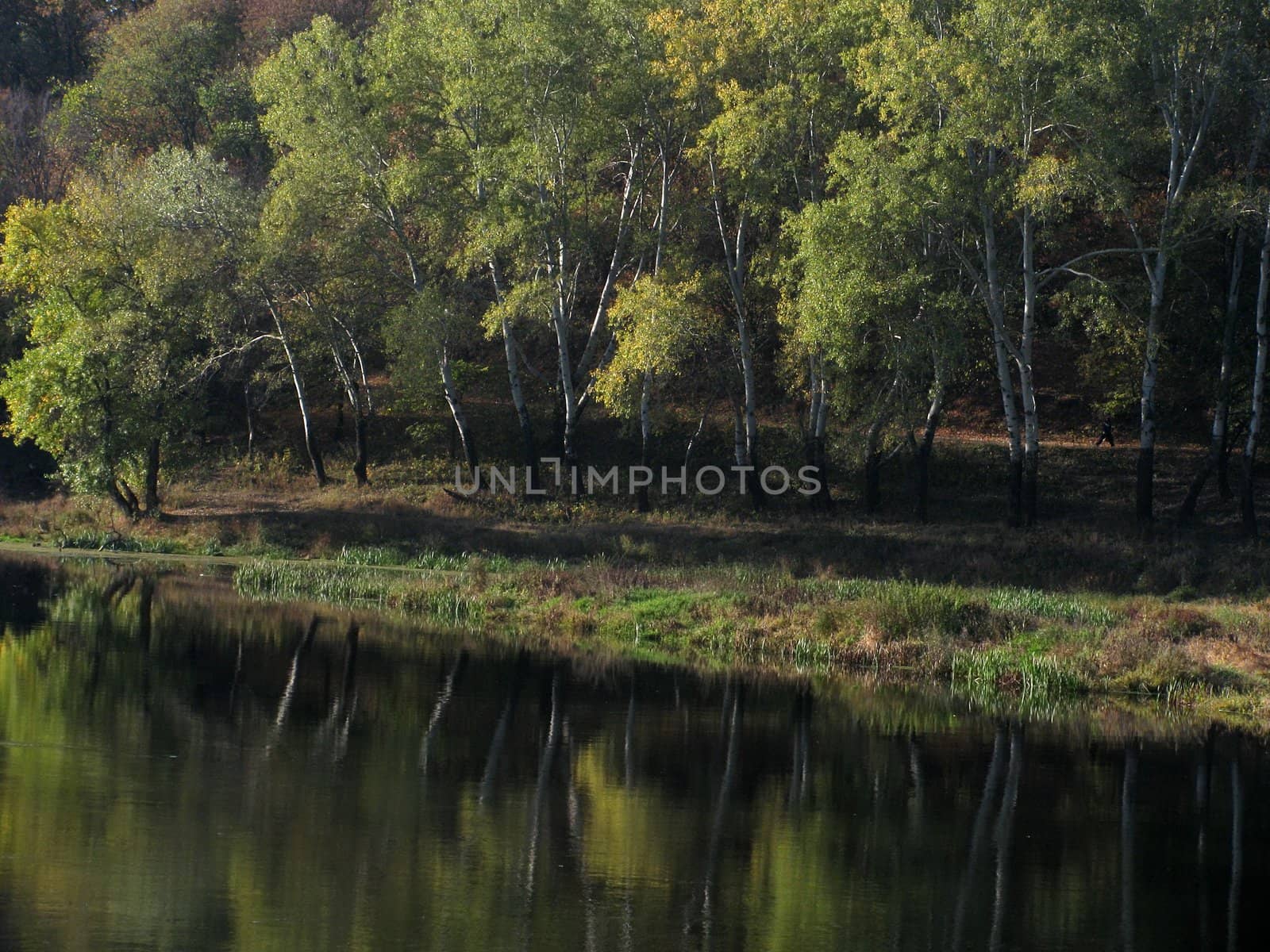reflection of trees in river at fall