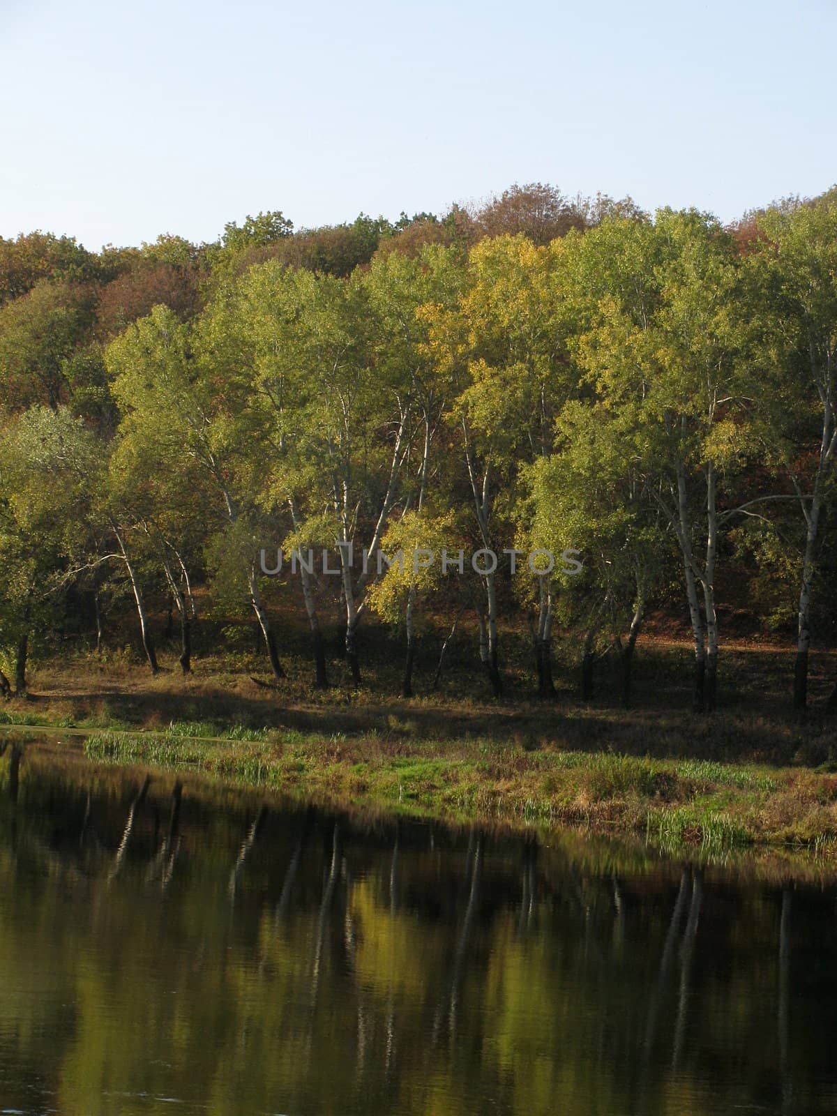 reflection of forest in river at autumnal morning
