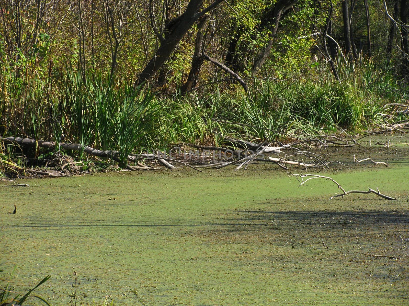 bog in a brushwood