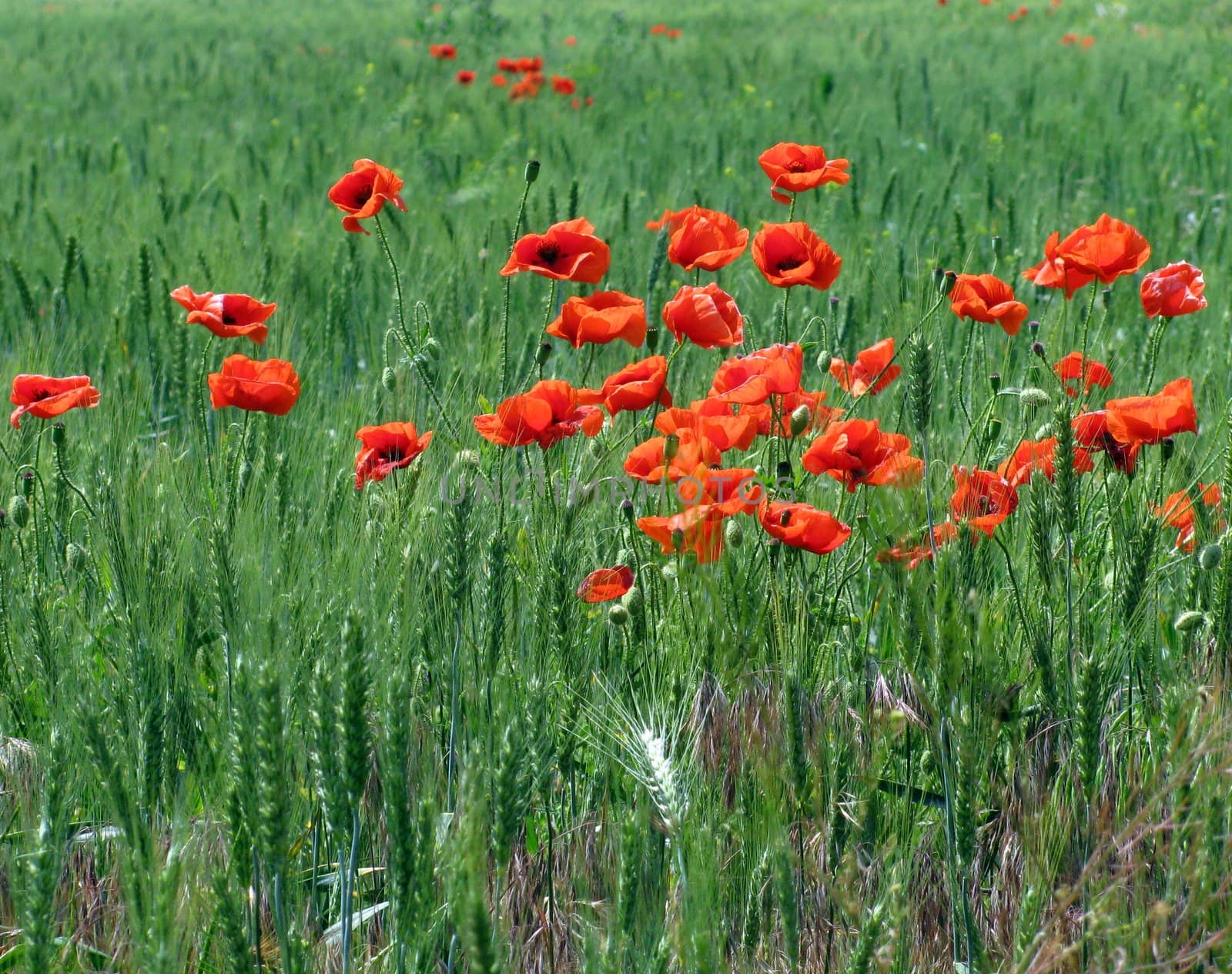 red poppies on wheat field