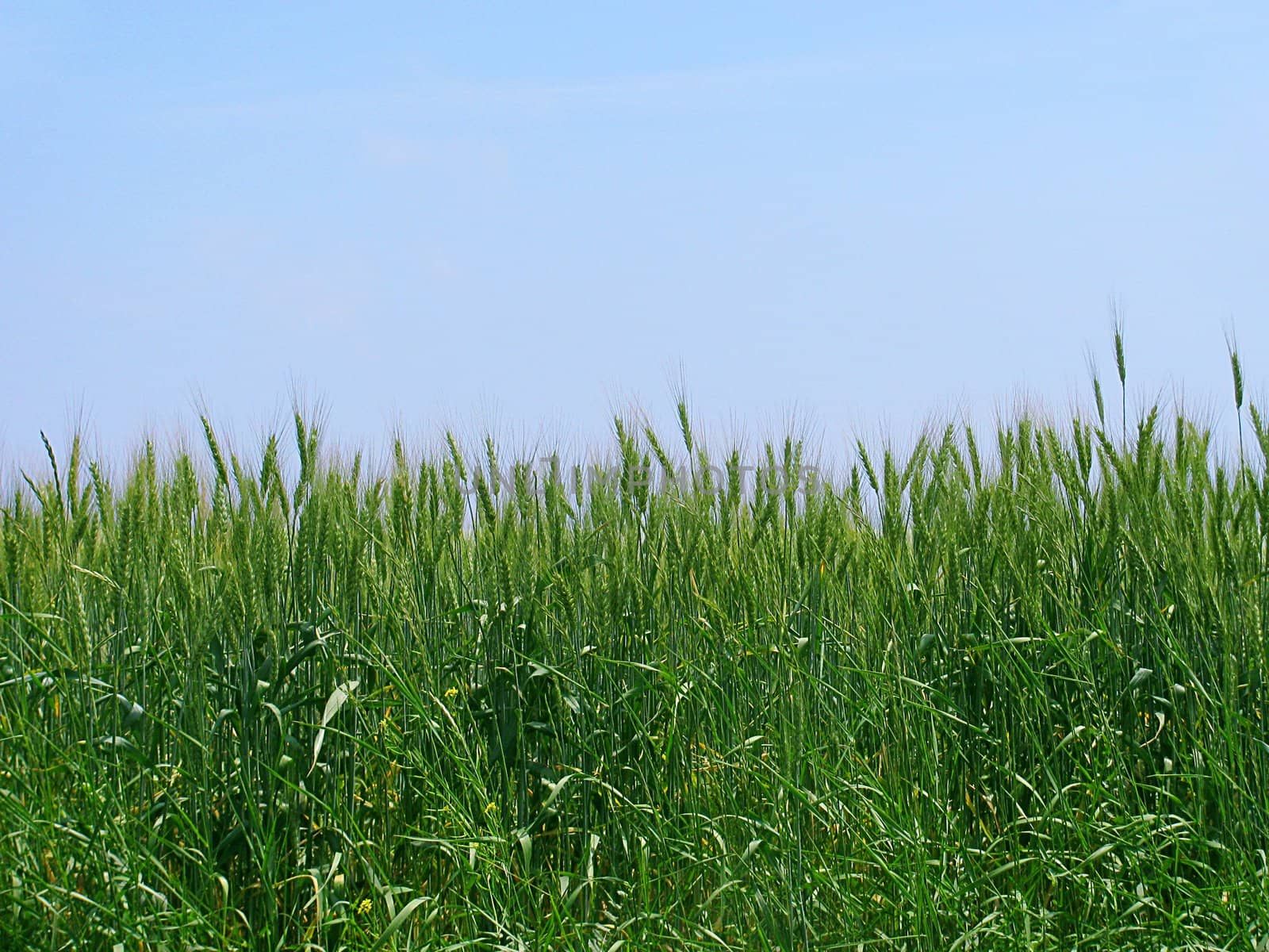 wheat field