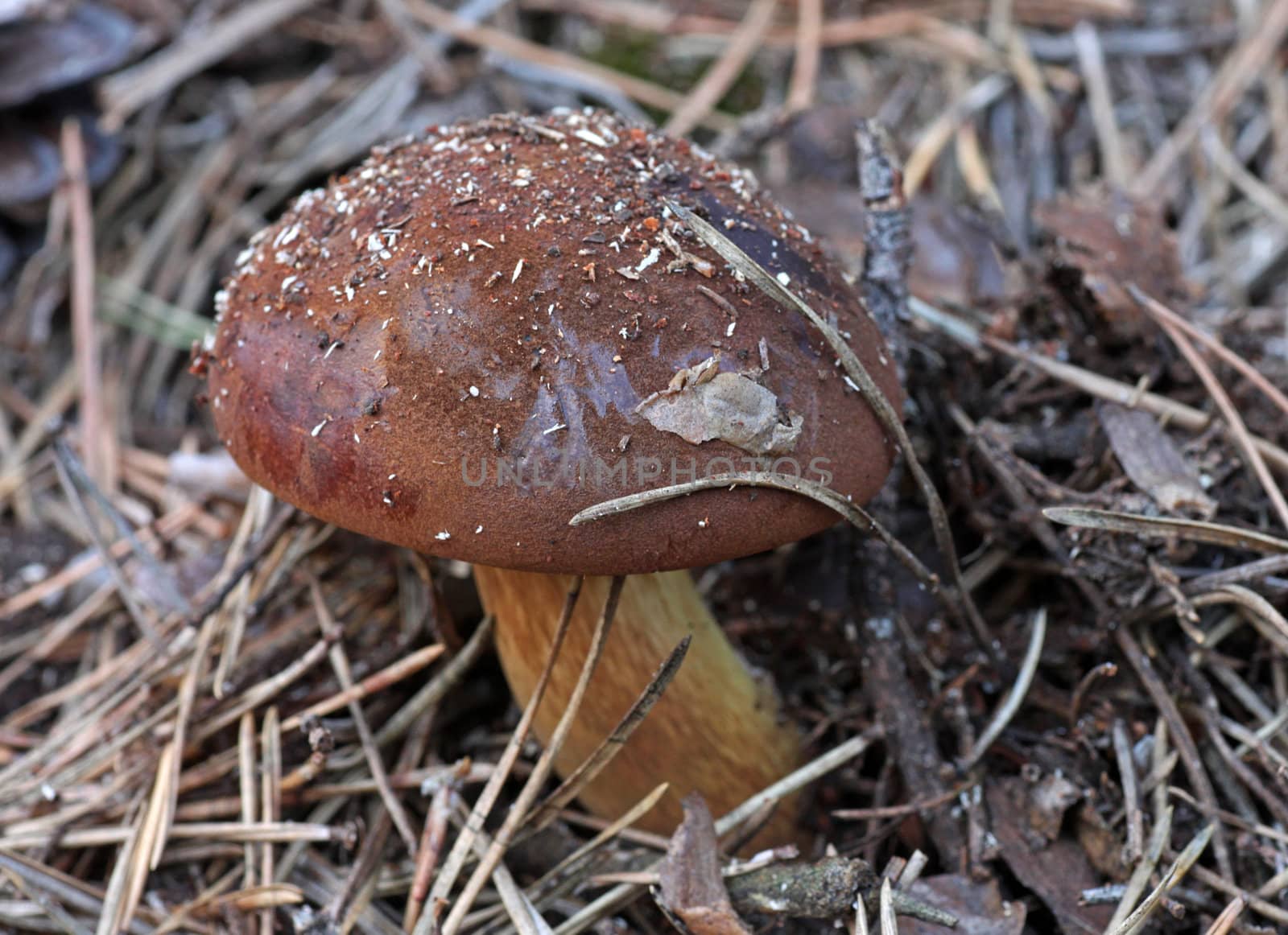 eatable polish mushroom in needles