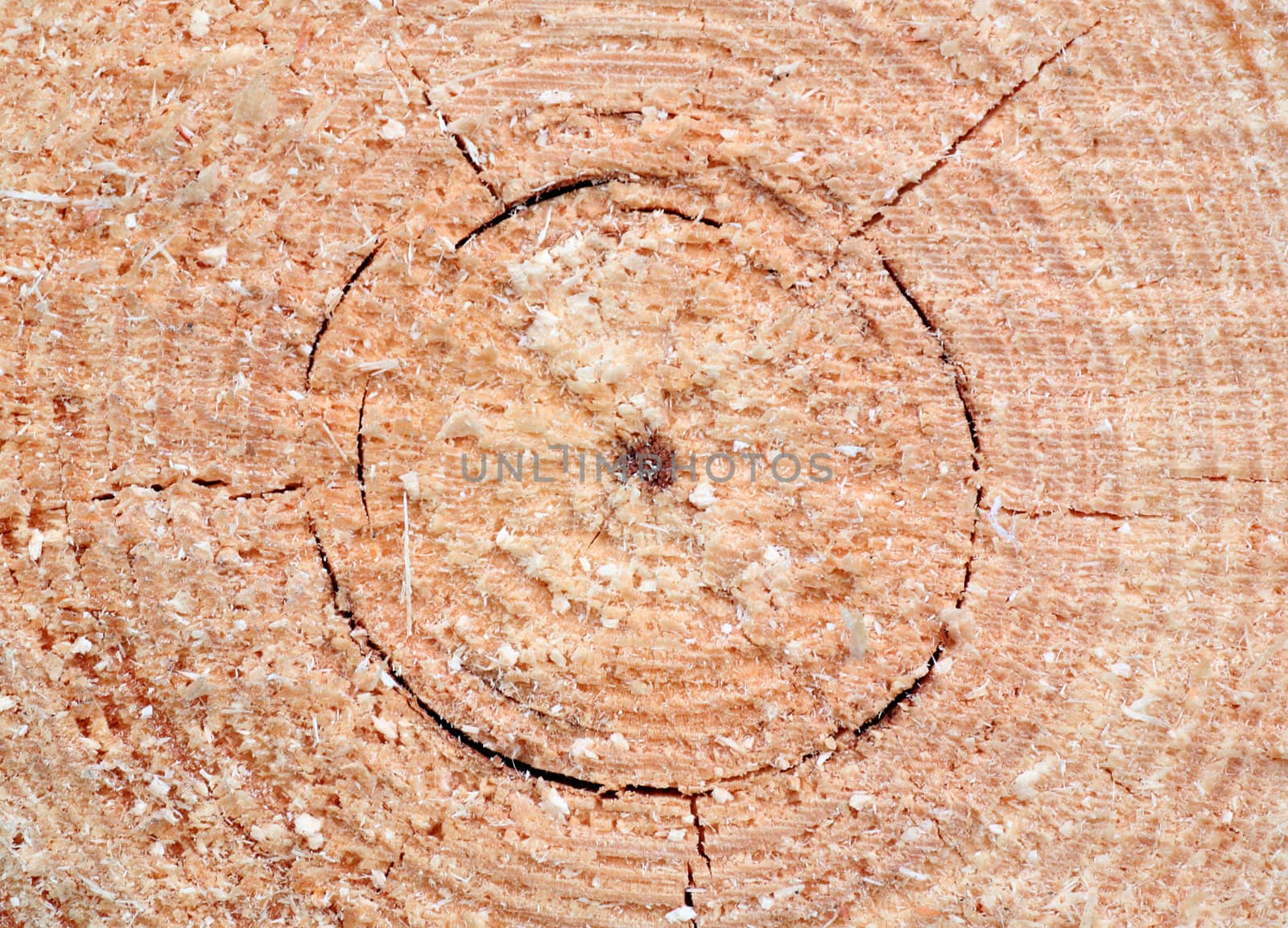 pine sawn end texture by romantiche