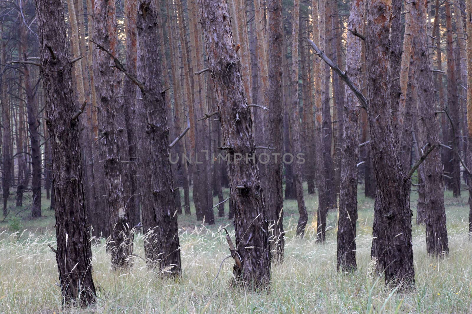 dense coniferous forest at morning