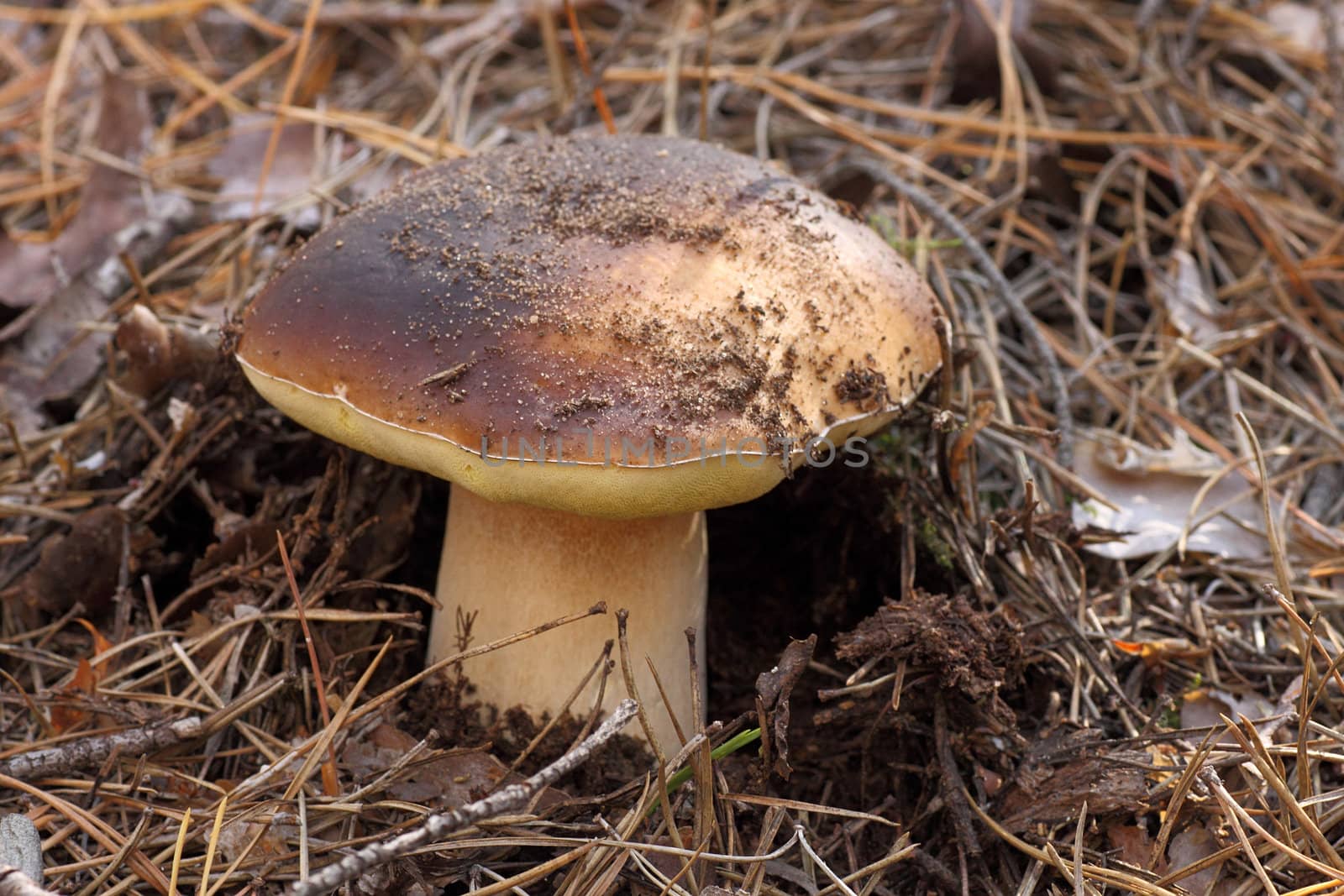 close up of edible mushroom  (cep)