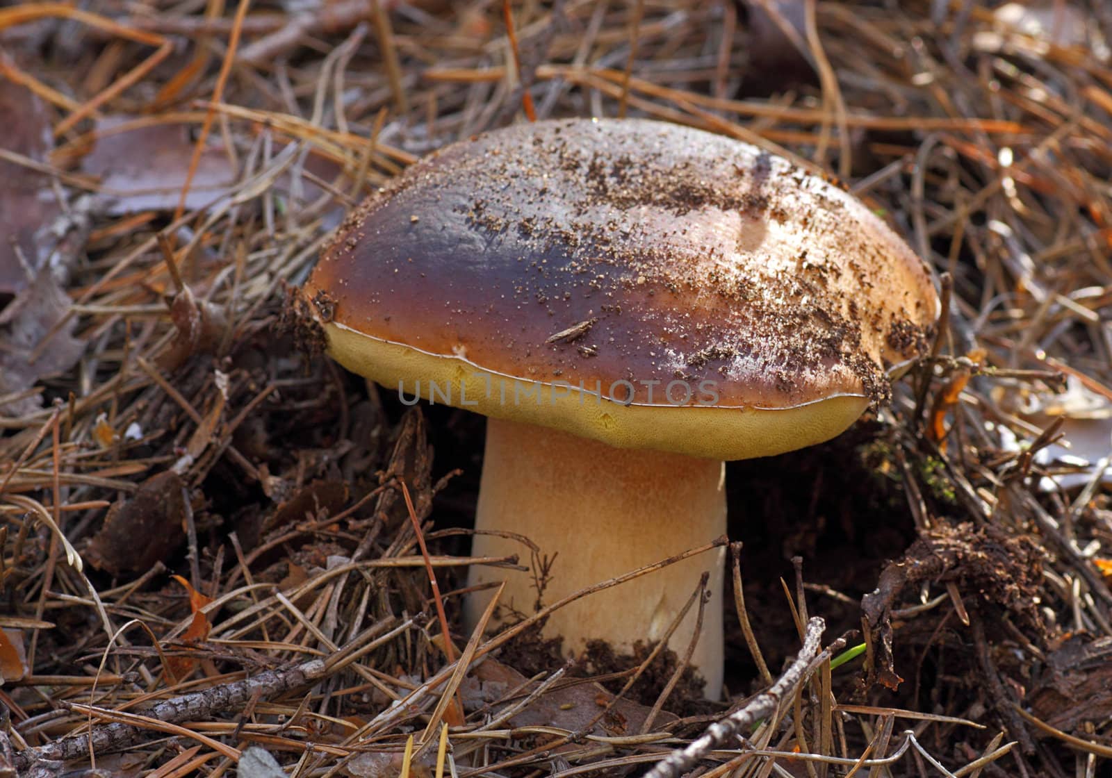 close up of edible mushroom  (cep)