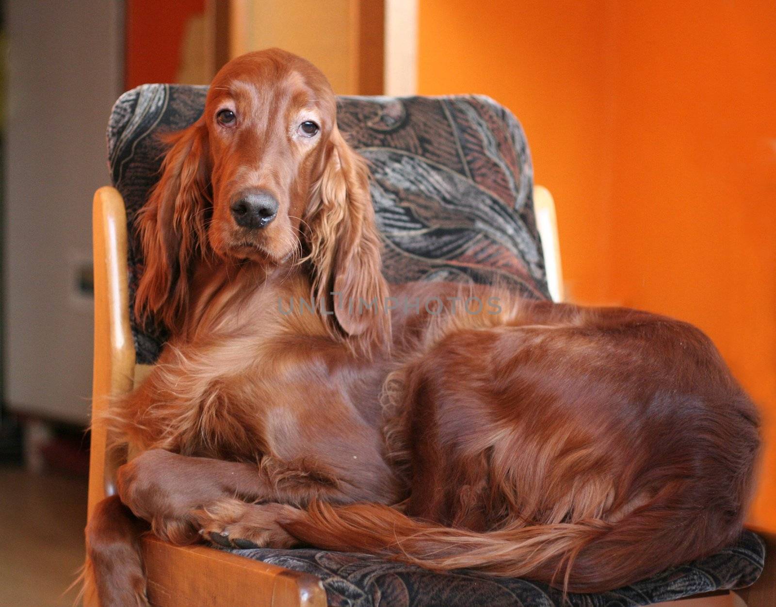Portrait of irish setter on the chair