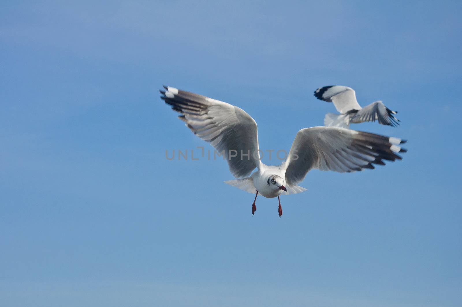 The seagull flying in the blue sky at Bang Pu beach.