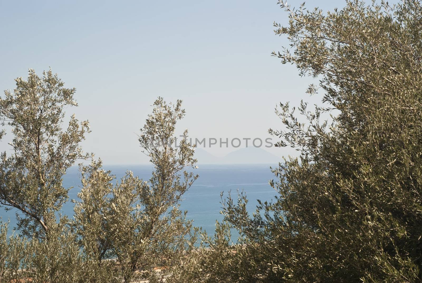 view of the Aeolian Islands among olive trees  by gandolfocannatella