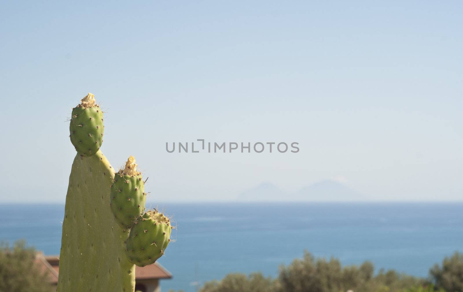 Prickly pear cactus plant and fruit and in the background the Aeolian Islands.