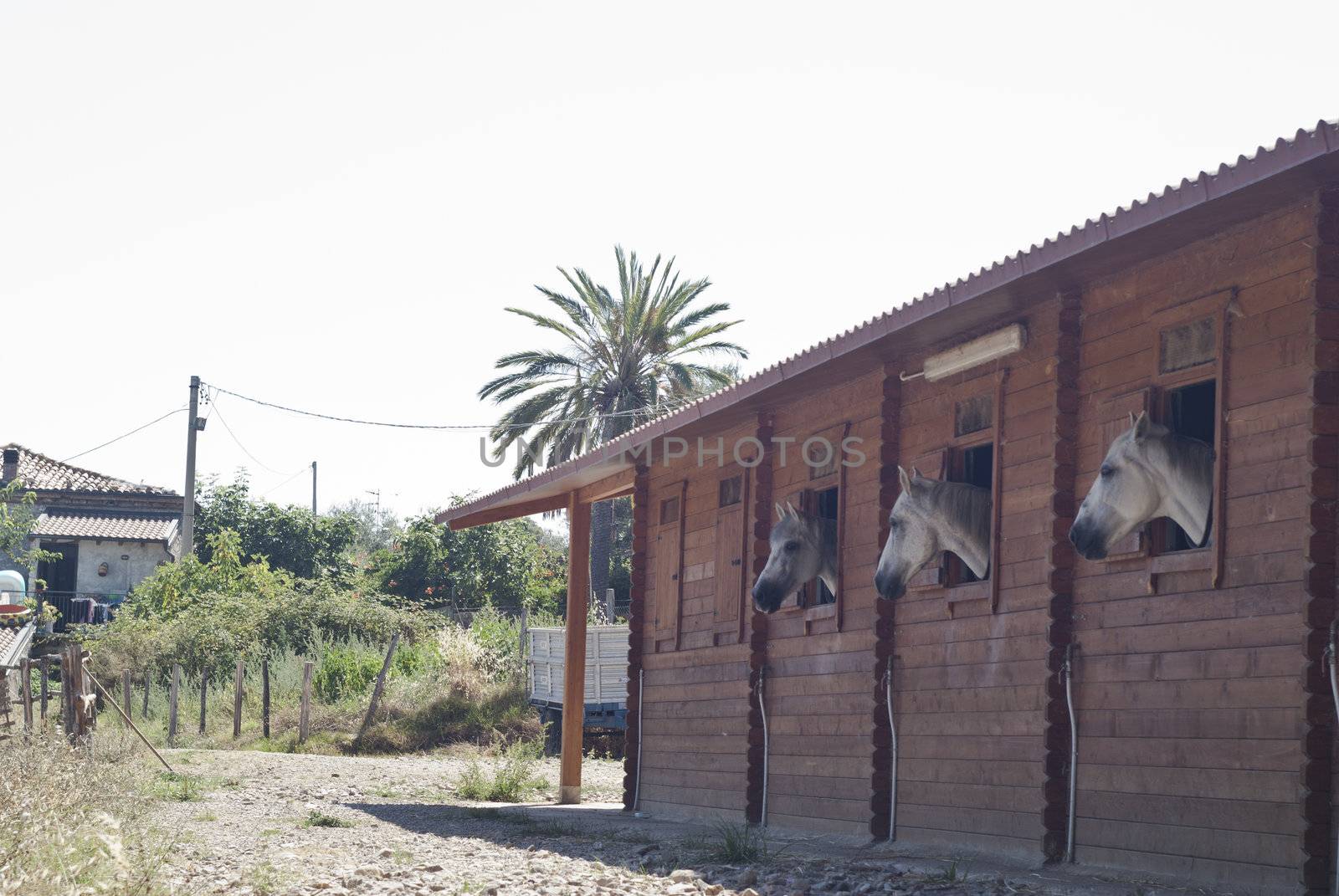 Horses in their stable by gandolfocannatella