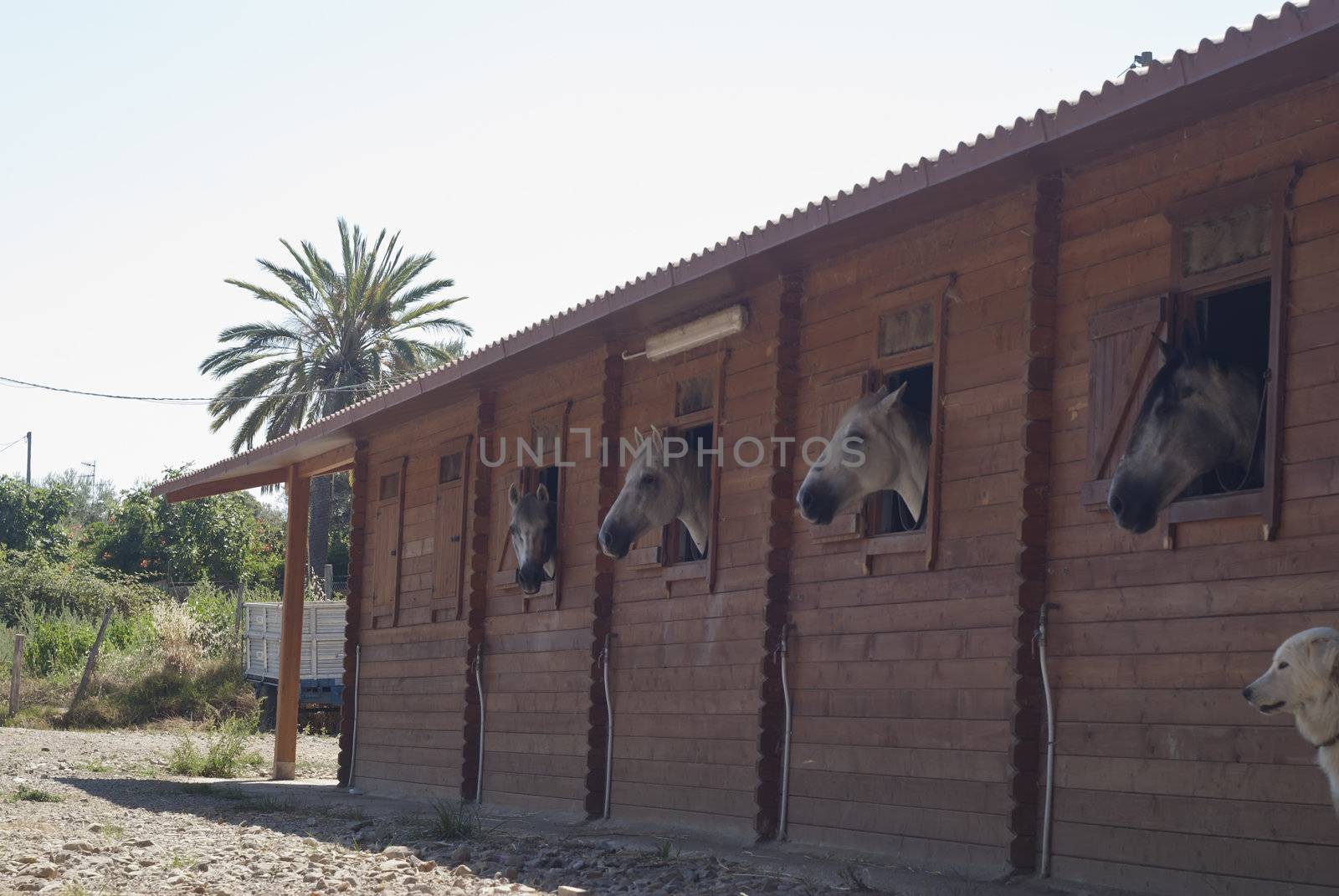 Horses in their stable. Nebrodi park, Sicily, Italy