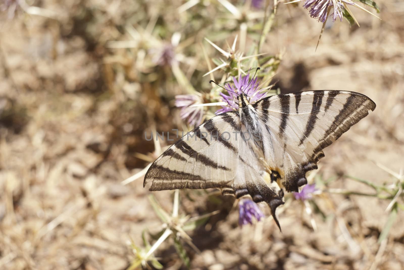 Butterfly on a flower in sicilian countryside. Nebrodi mountains