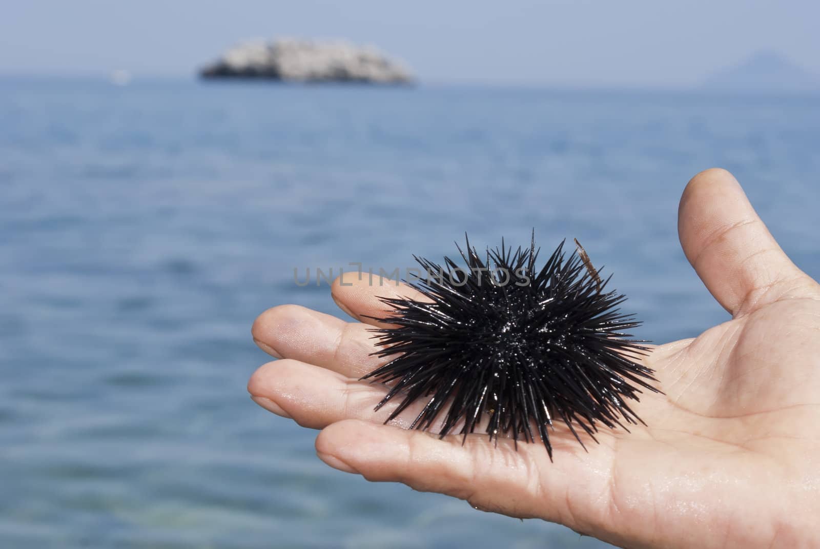 sea urchin on hand of man with the sea in the background