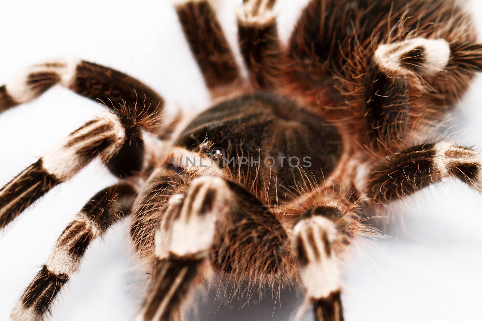 beautiful spider isolated on white background (geniculata)