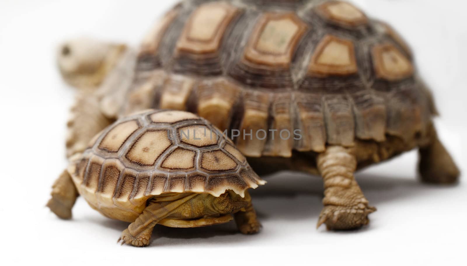 Two African Spurred Tortoise (Geochelone sulcata) isolated on white background