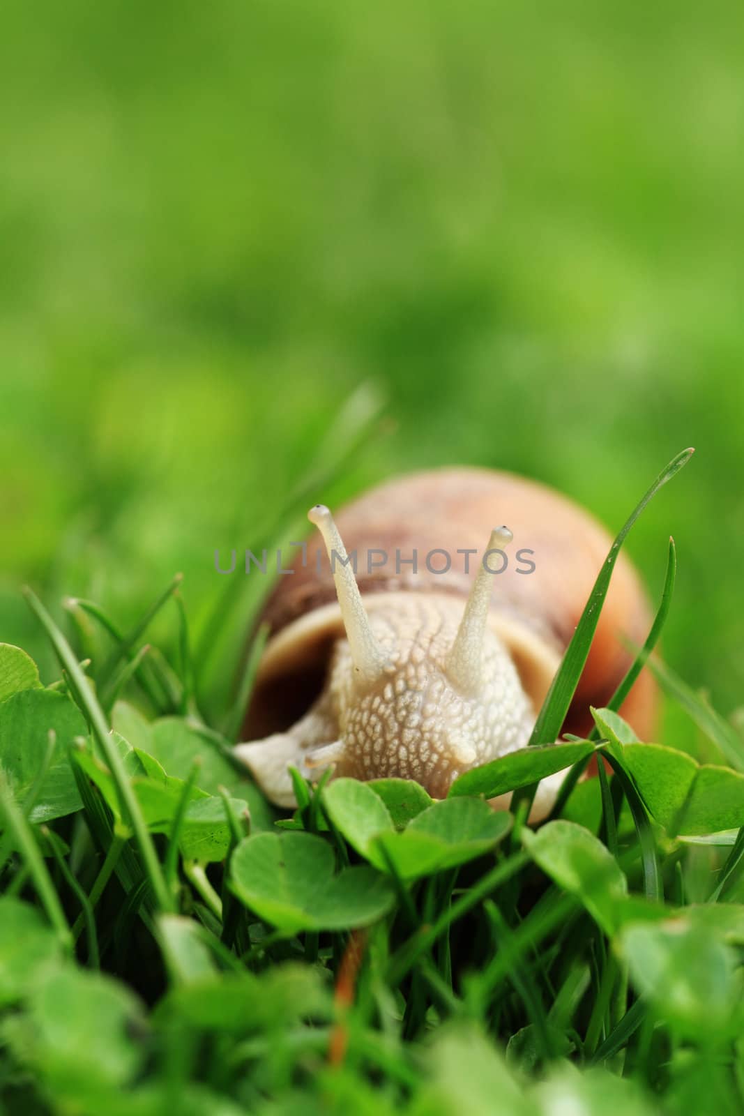 Snail. Helix pomatia. by Nneirda