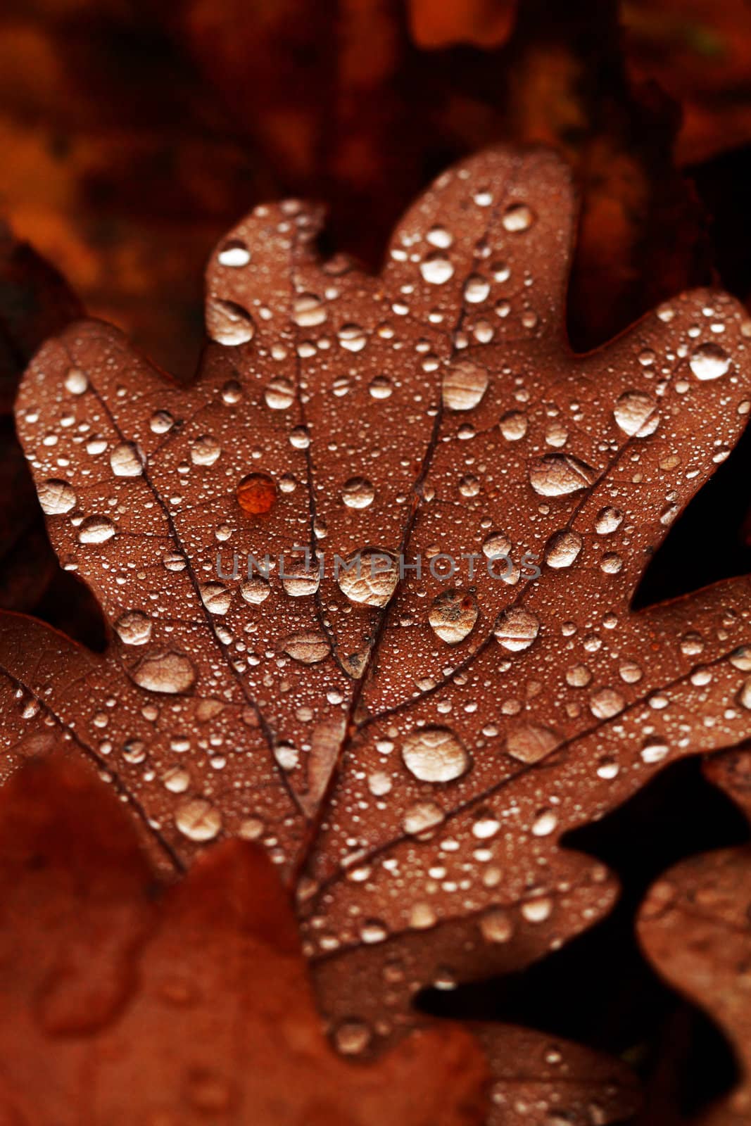 Dewdrops on the dry leaf macro shot