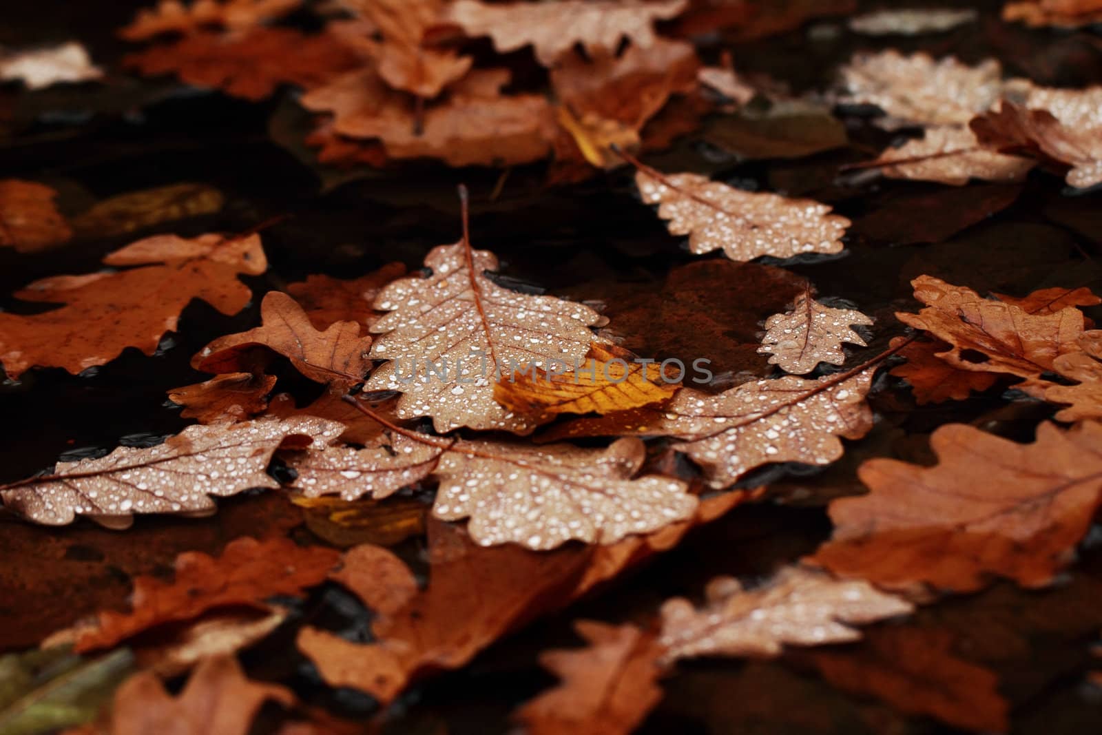 Fallen leaves covered with raindrops by Nneirda