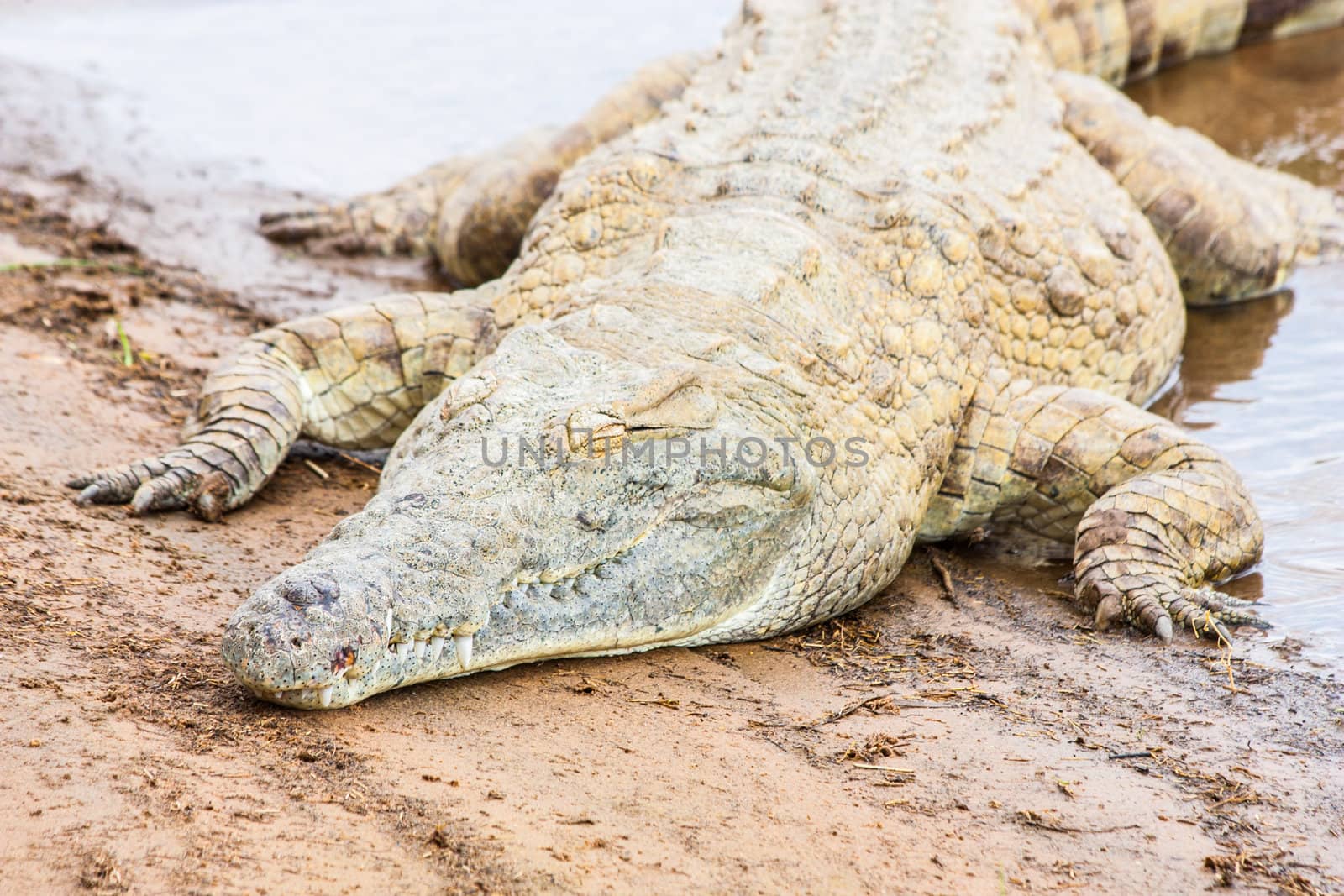 Kenya, Tsavo East National Park. Crocodiles  joining the last sun before the sunset