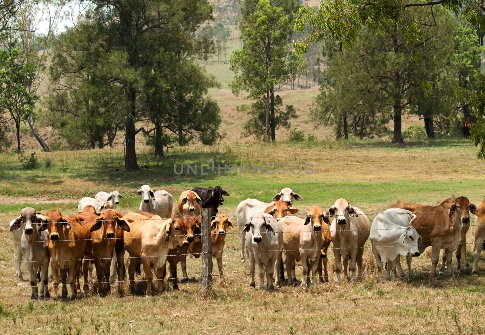 Barbed wire fence restrains brahman cow herd  by sherj