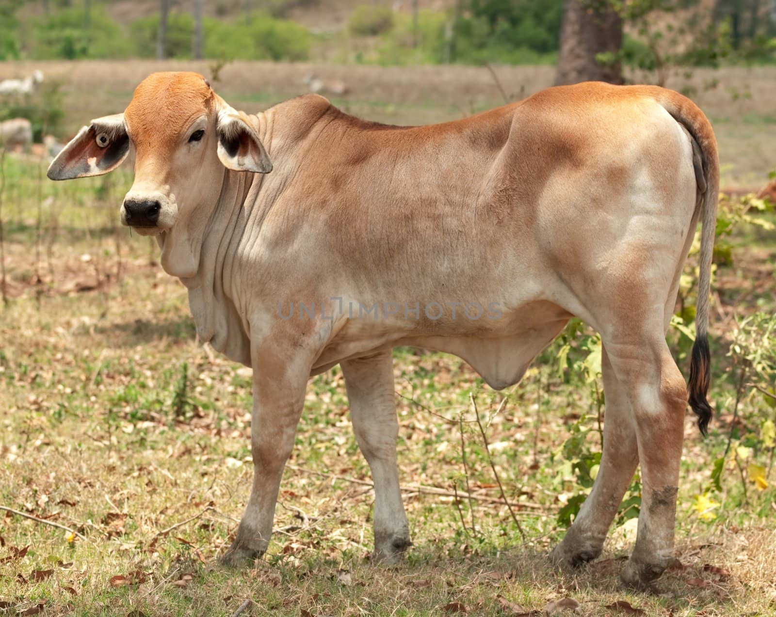 Young brahman calf  beef cattle solitary in field on australian ranch