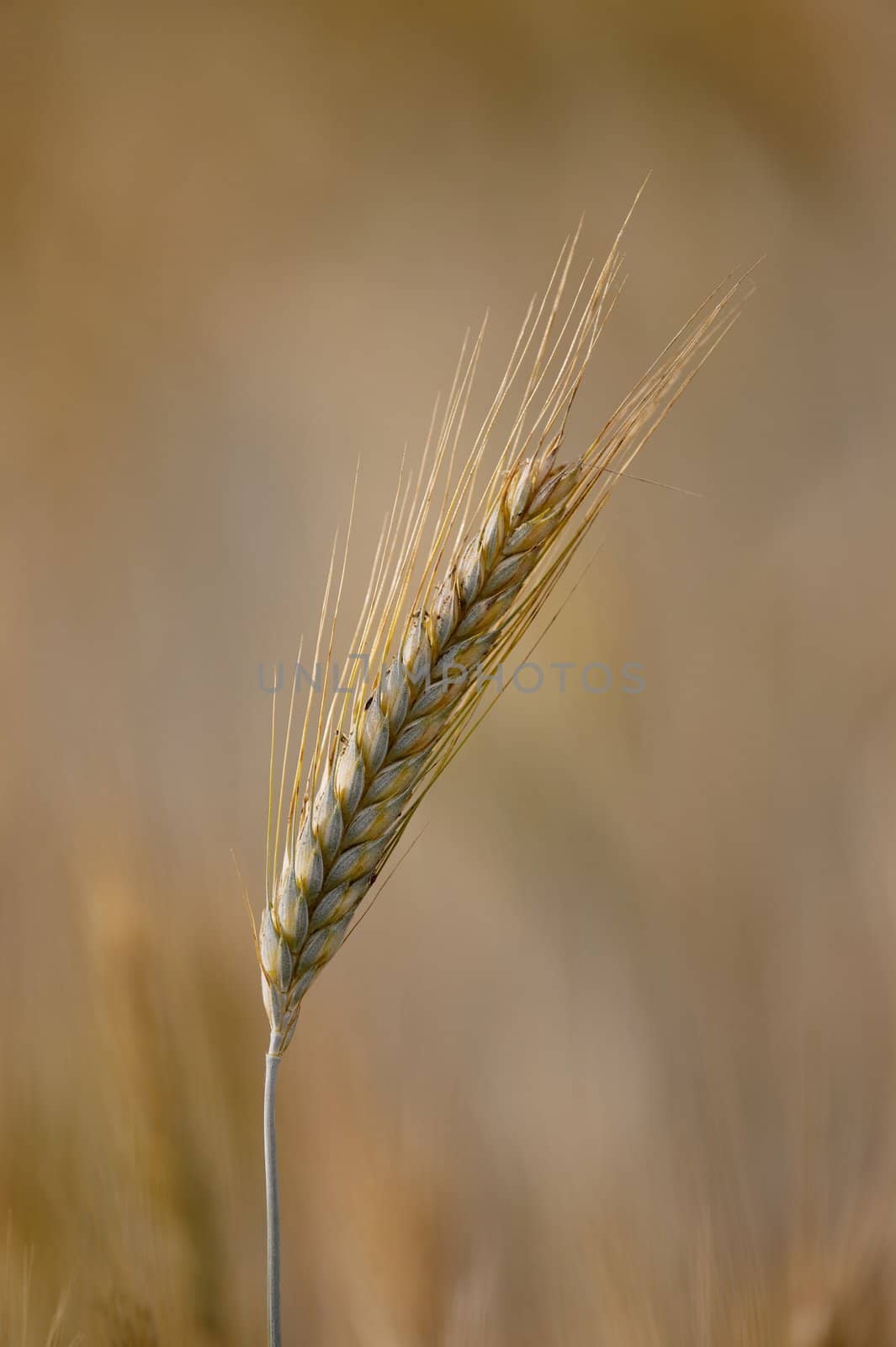 Wheat by Gudella