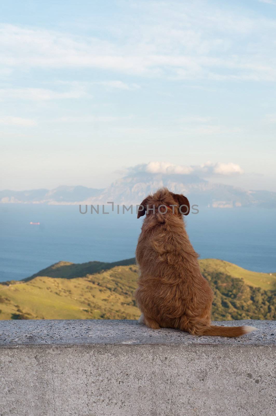 Lonely dog watching on Gibraltar strait