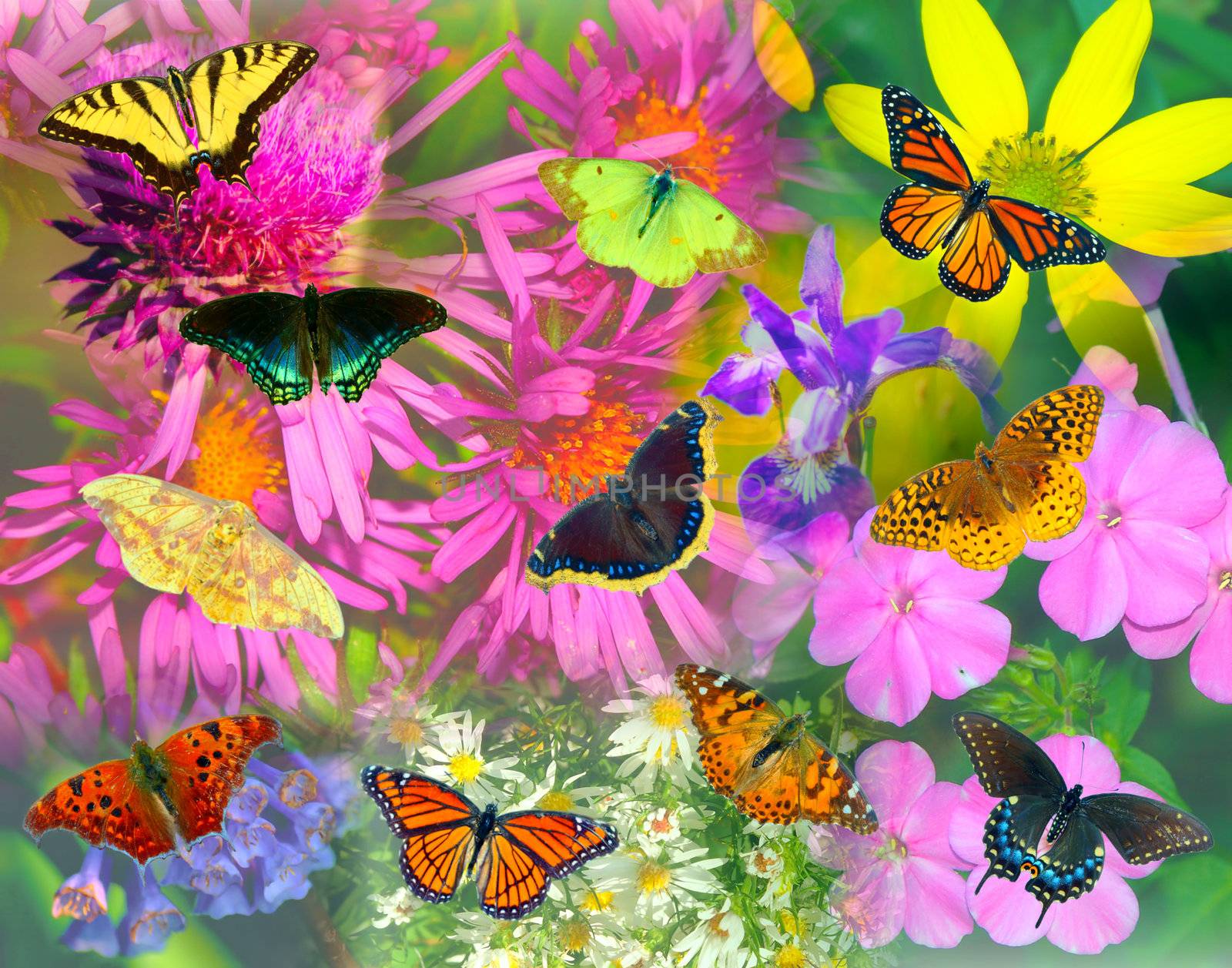 Vivid collage of North American butterflies and flowers.