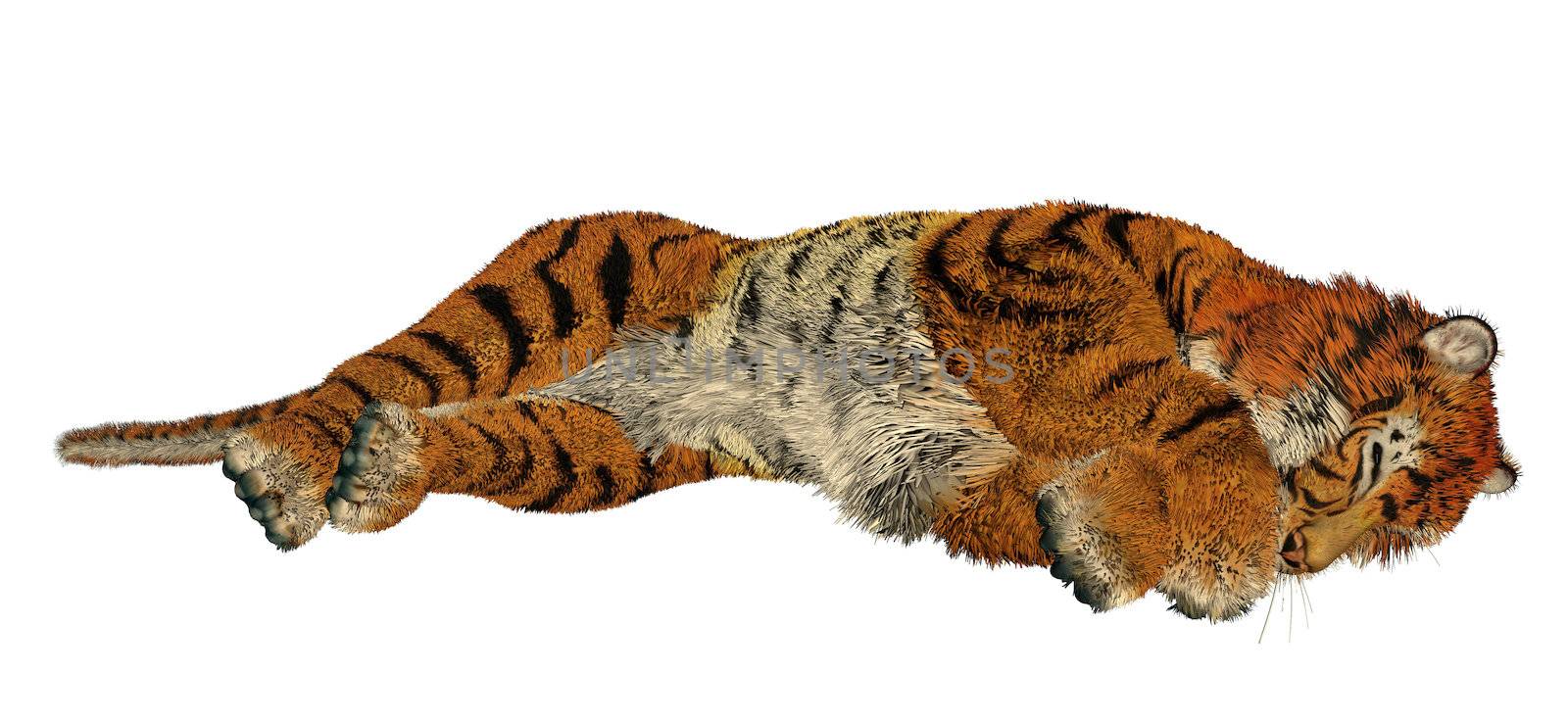 Tiger sleeping by Elenaphotos21