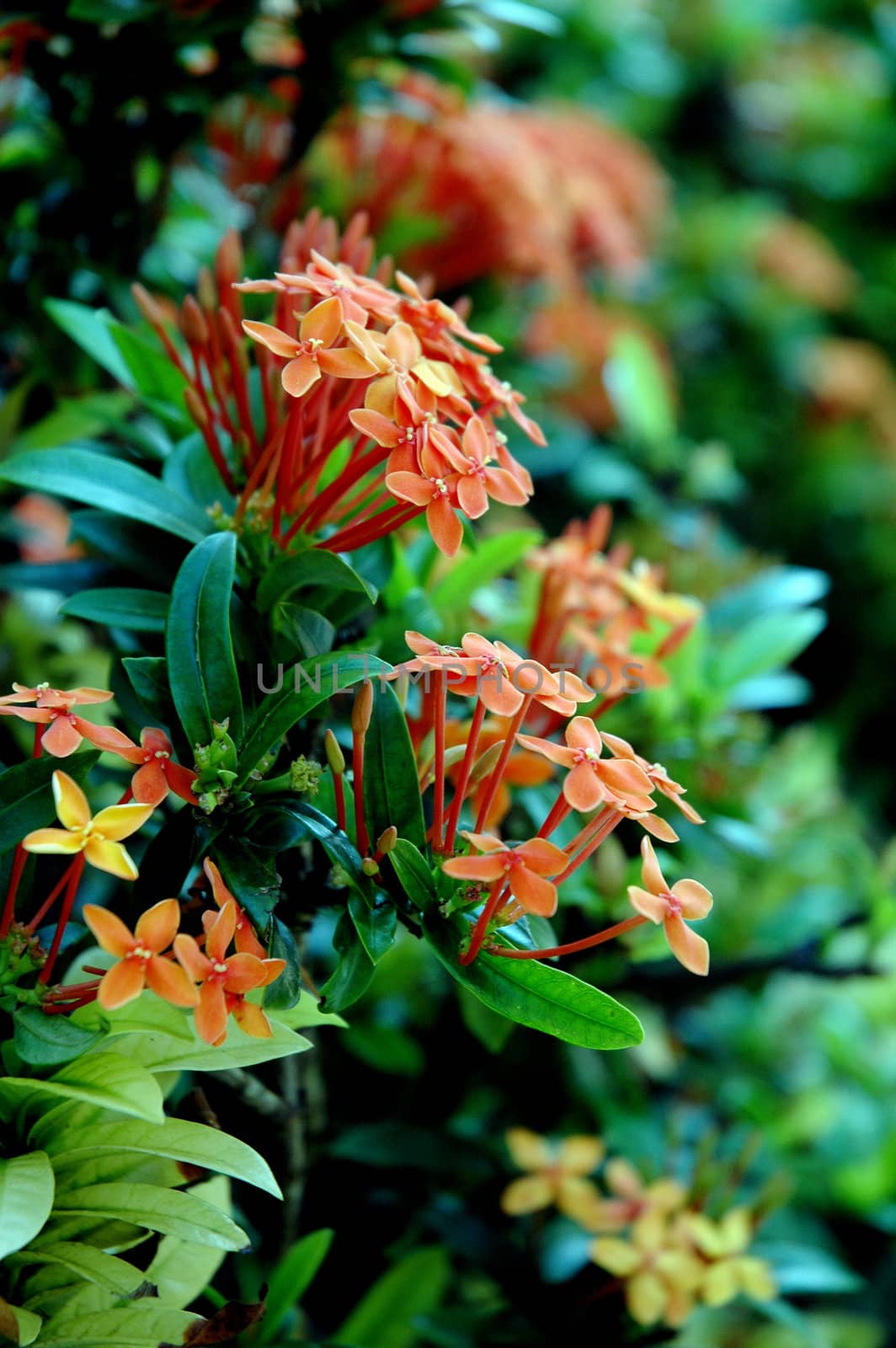 beautiful orange flowers (Asoka, Saraca Asoca )  with grove green leafs