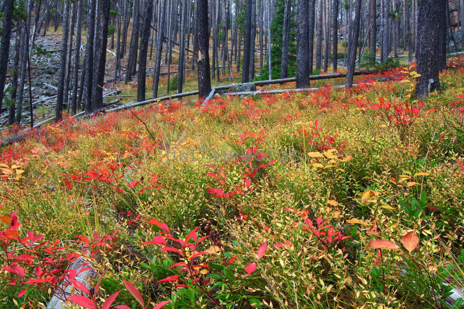 Bright autumn colors in the Lewis and Clark National Forest of central Montana.