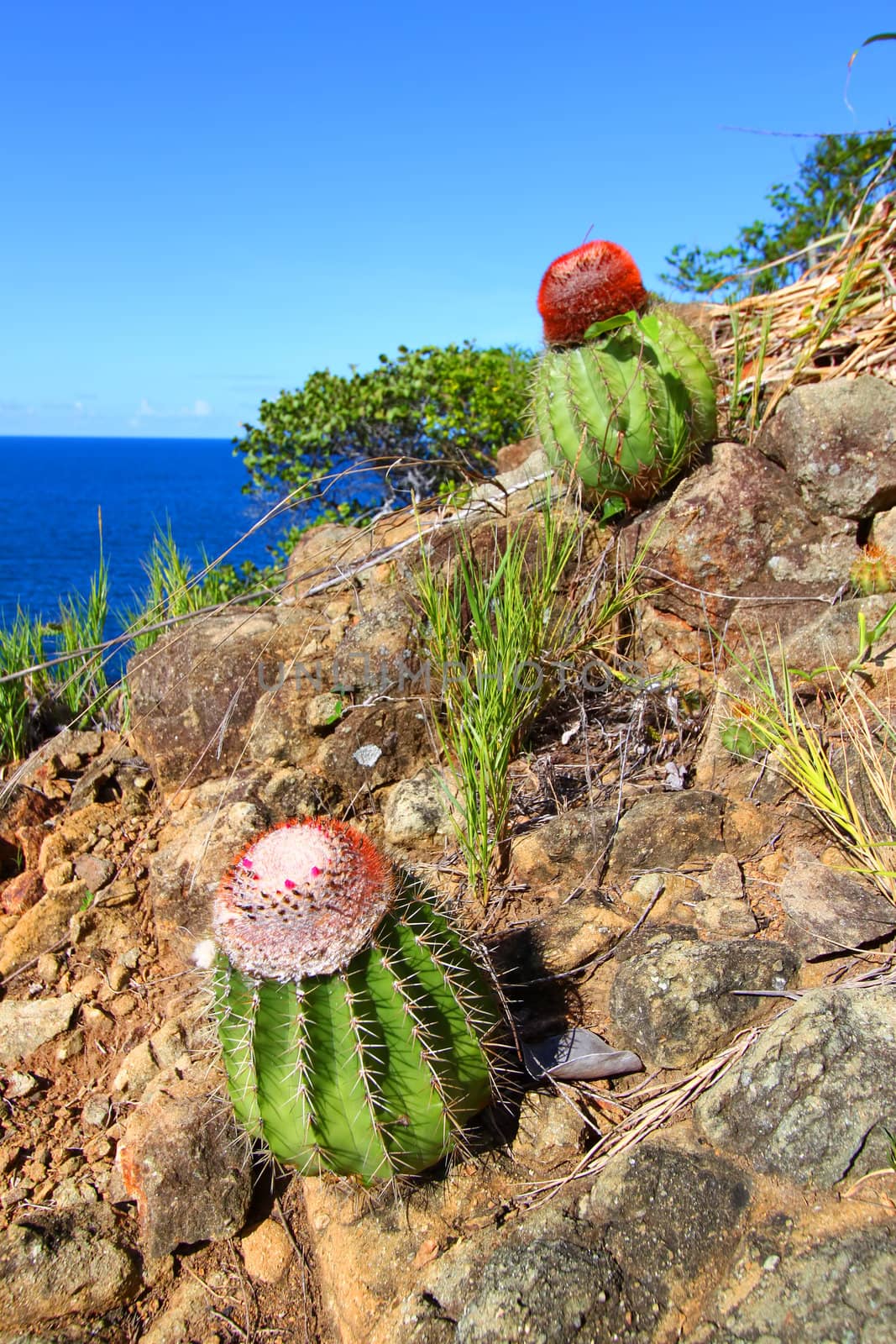 Cacti along the coastline of Shark Bay National Park in the British Virgin Islands.