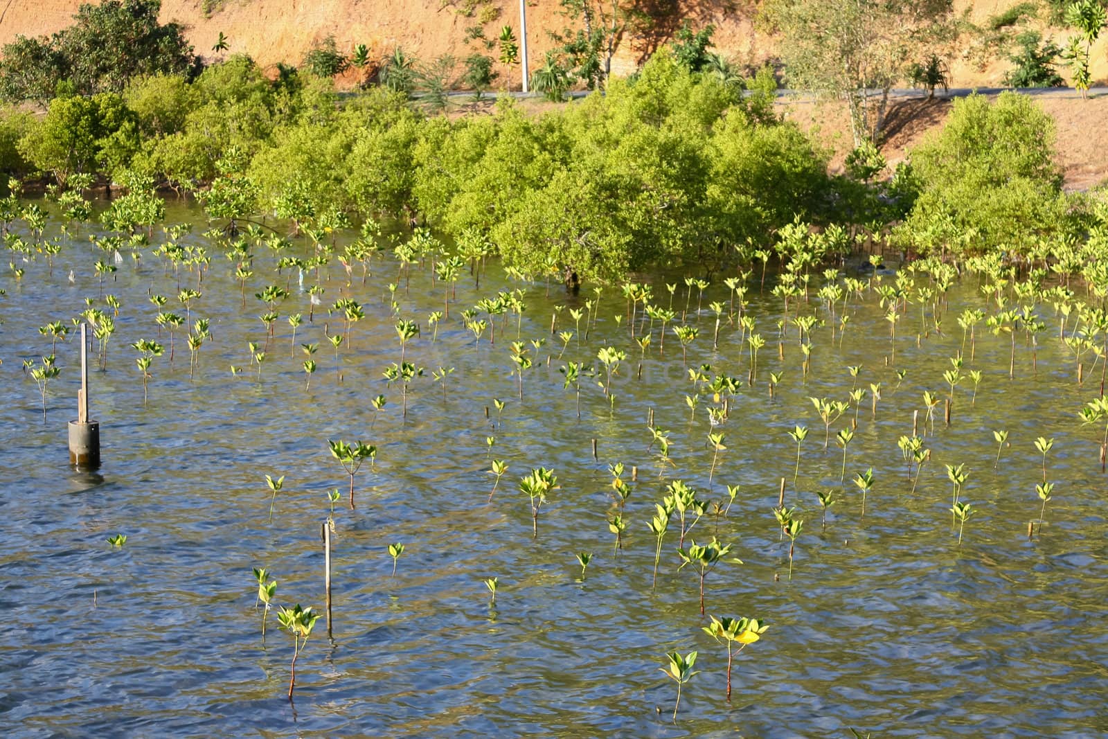 Young mangrove tree in mangrove forest at Sattaheep beach in Thailand