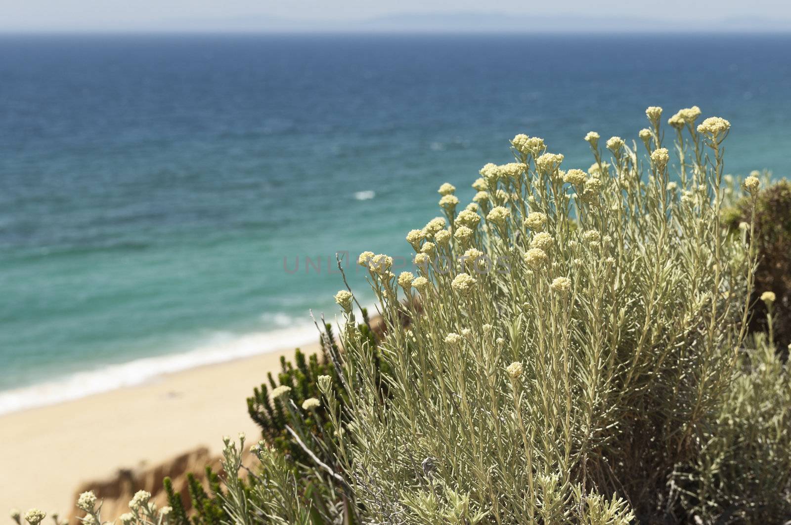 Curry plant -  Helichrysum italicum subsp. picardii - in the sandstone cliffs of Gale beach, south of Portugal