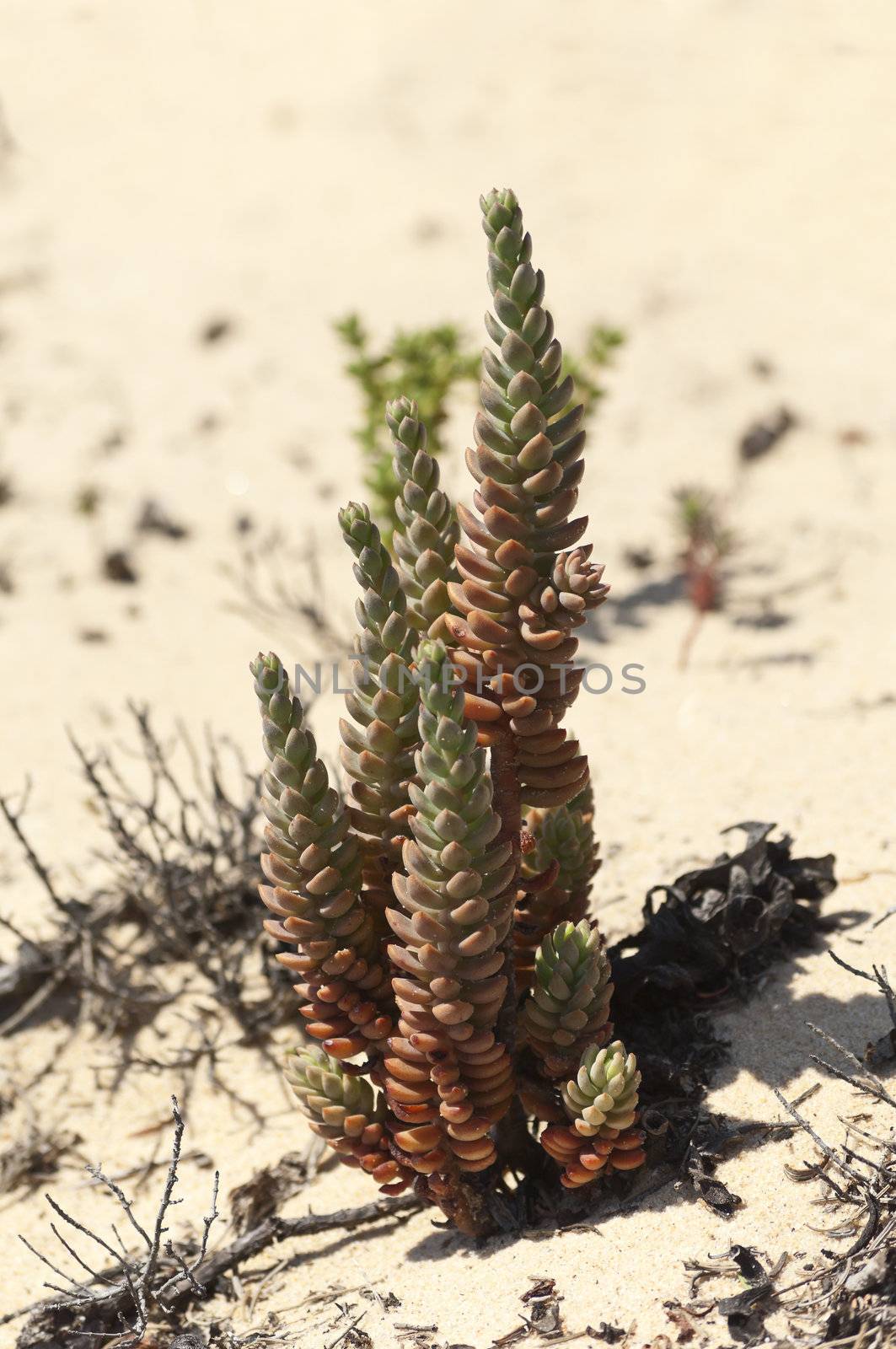 Pale Stonecrop - Sedum sediforme - in the dunes of Gale beach, Comporta, south of Portugal