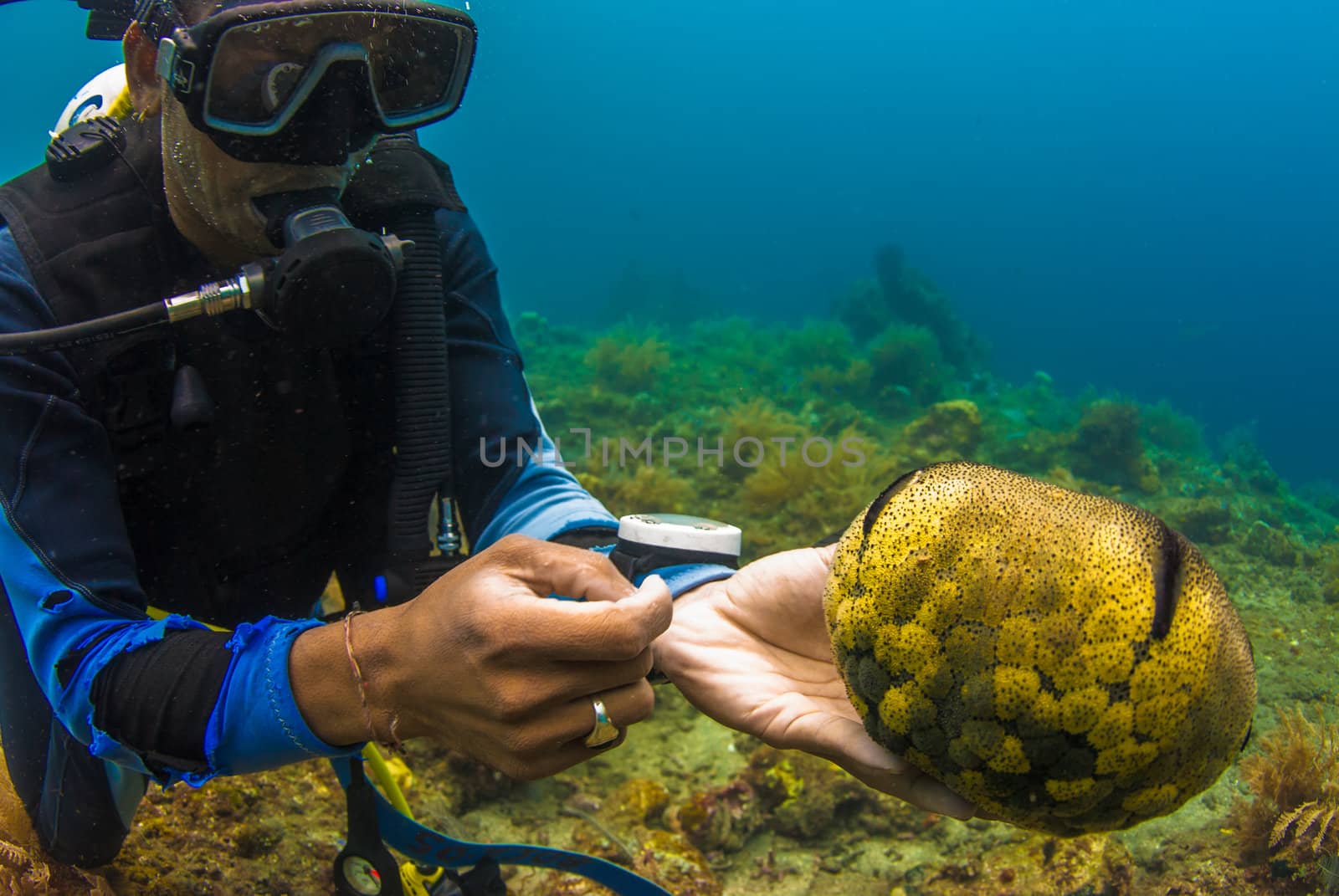 Scuba diver holding up a sea cucumber (Holothuroidea)