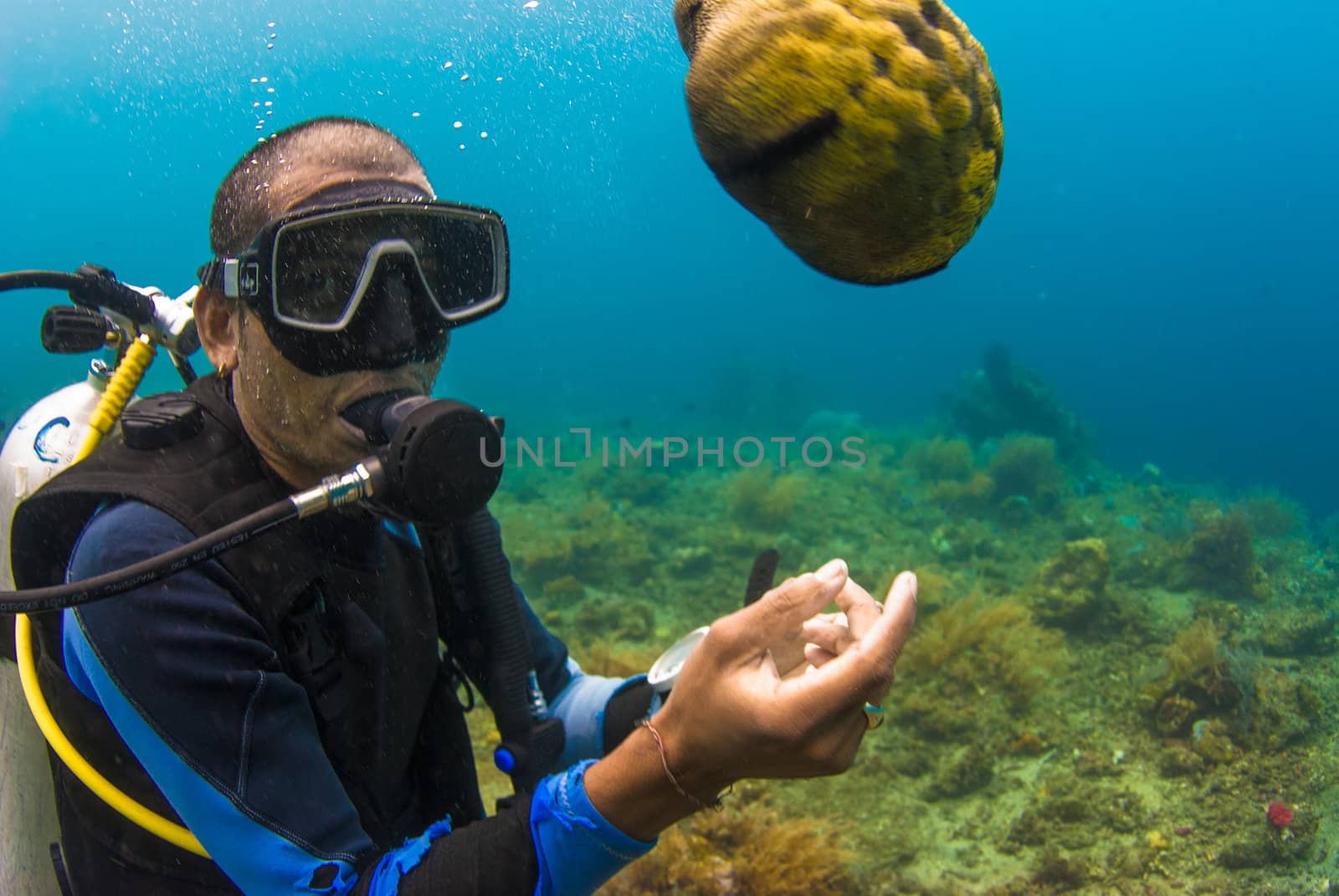 Scuba diver holding sea cucumber by edan
