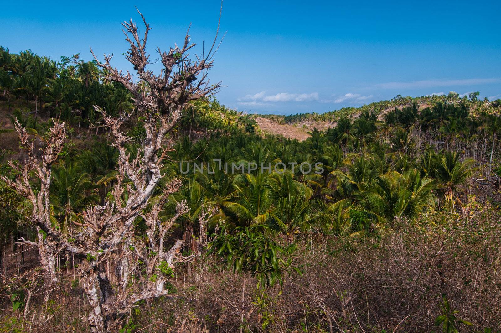 Hillside with terraces on small island Nusa Penida, Indonesia