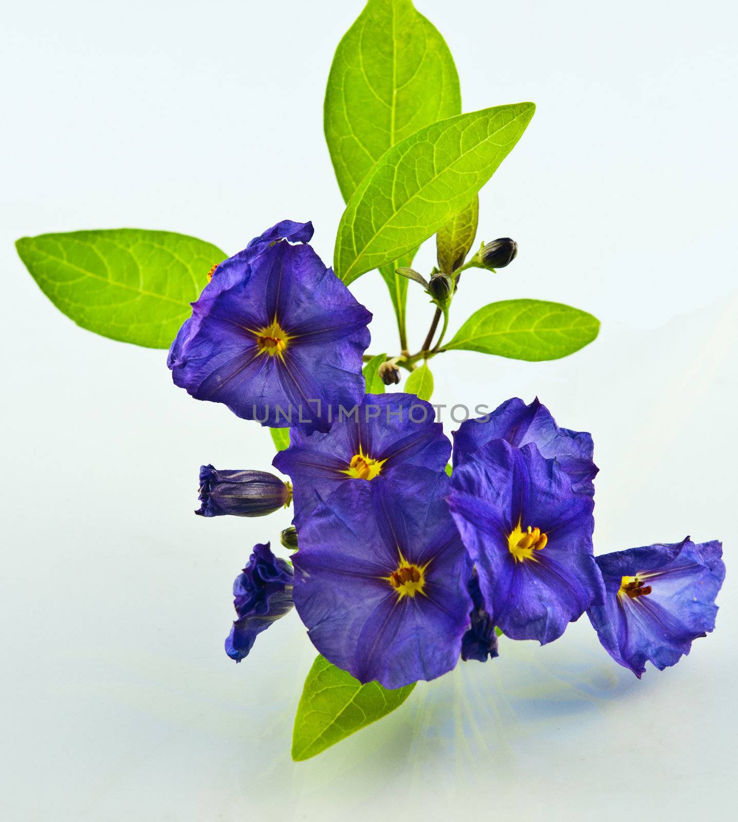 Purple flowers photographed against a white background with reflection