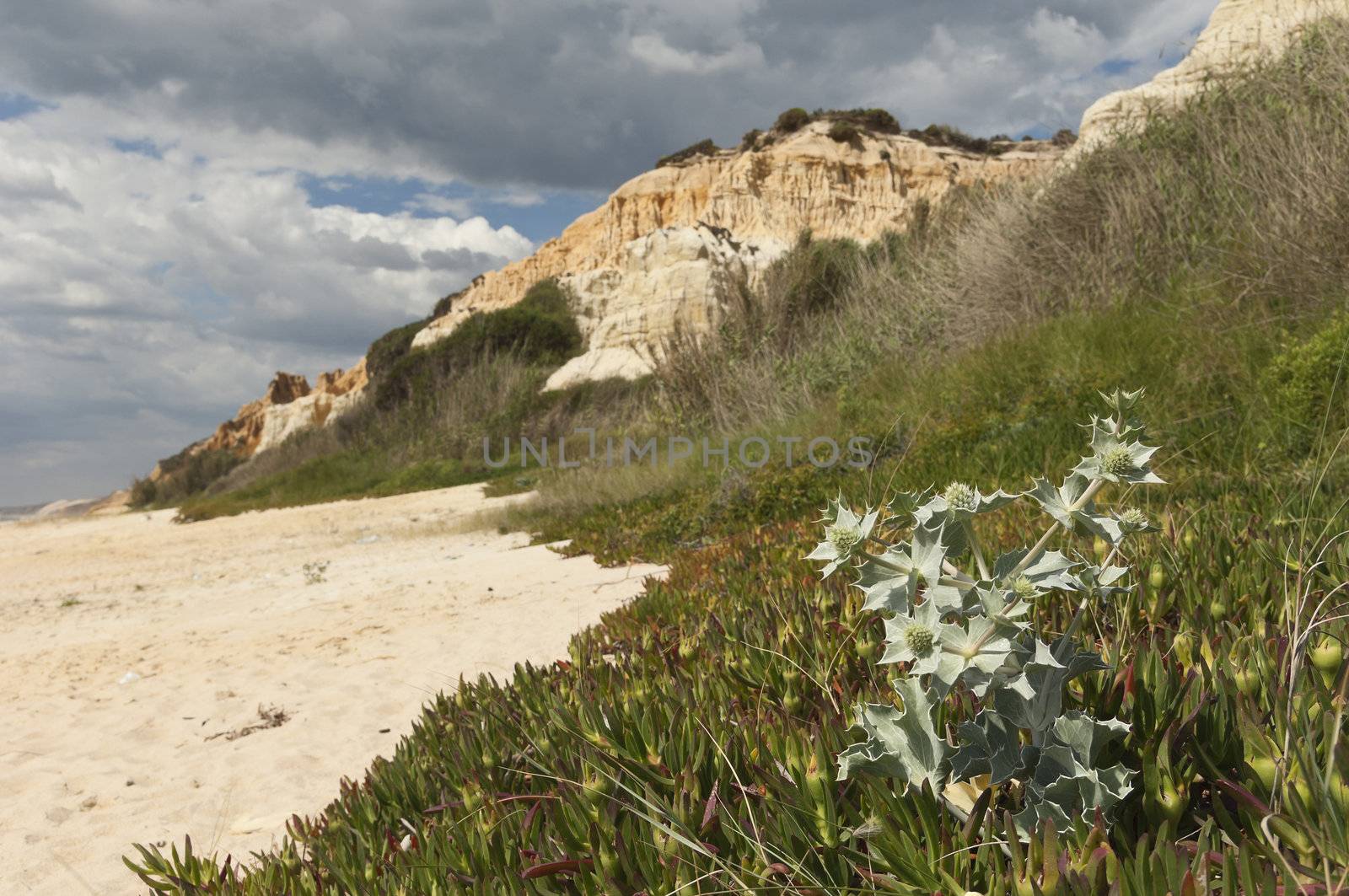 Sea holly - Eryngium maritimum - surrounded by invasive ice plant, dunes of Gale beach, Comporta, Portugal