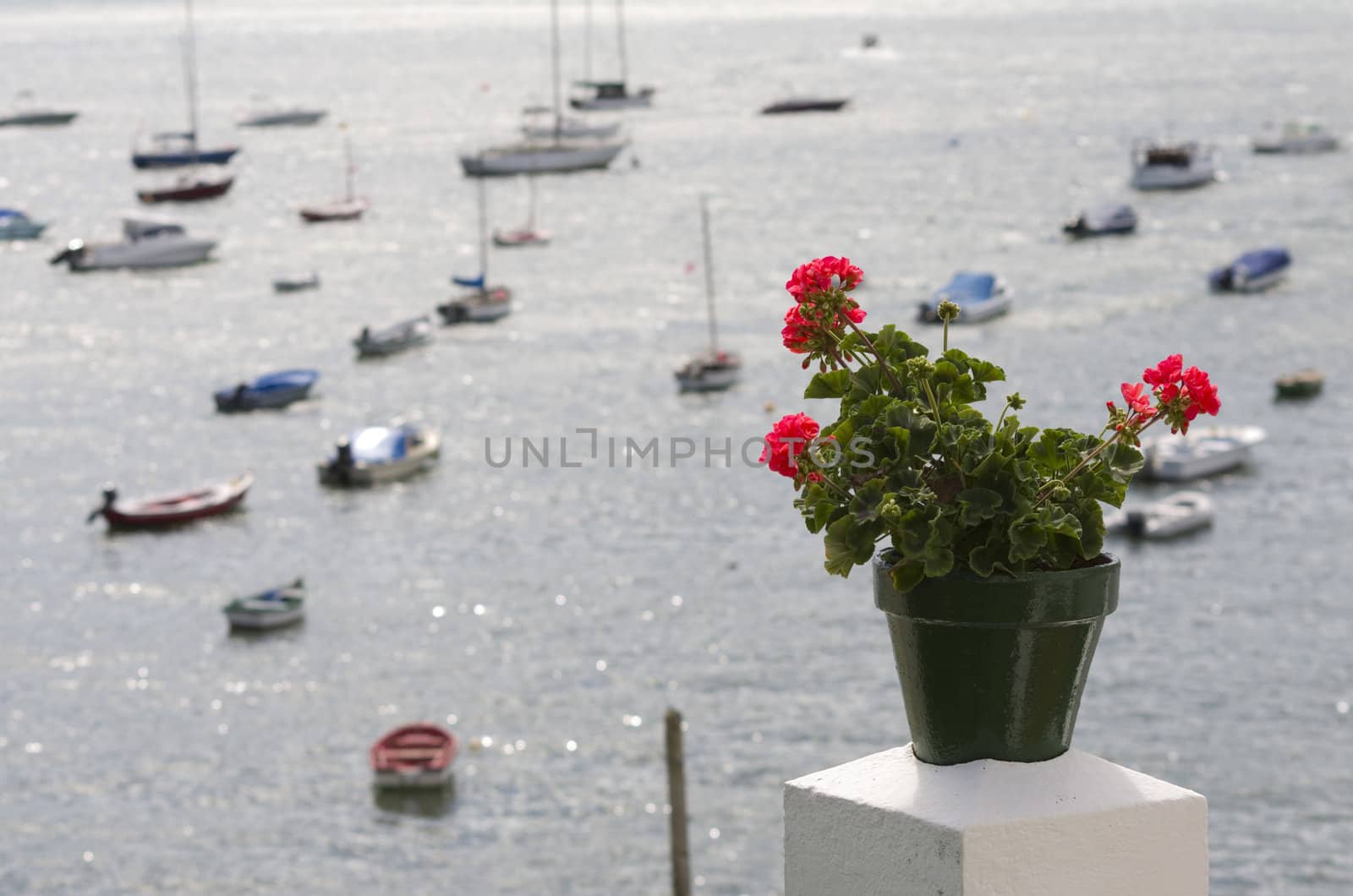 Potted red geranium seaside in Redes, Galician coastal town (Spain)