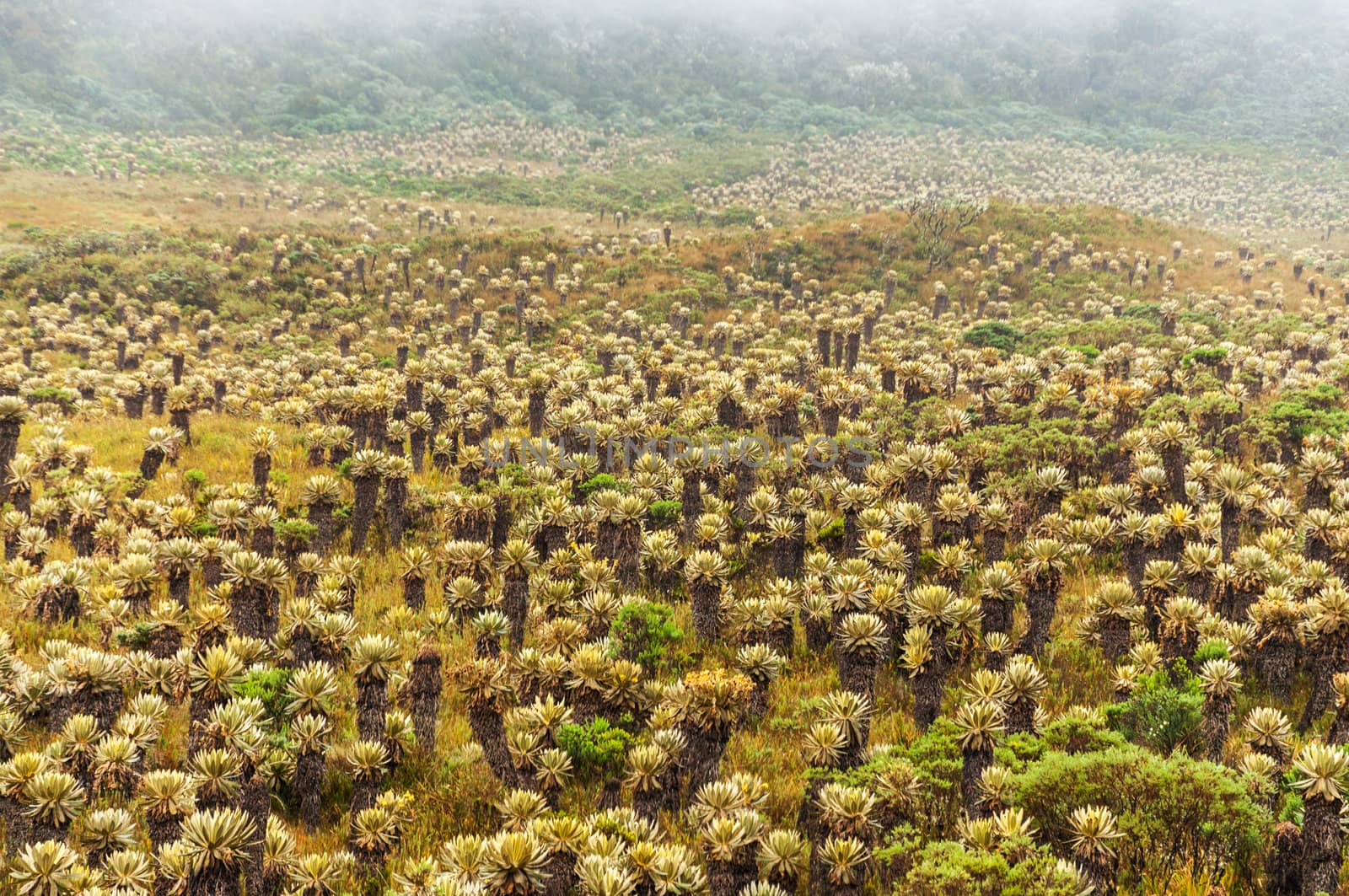 Frailejon plants in Paramo de las Delicias in Cauca, Colombia