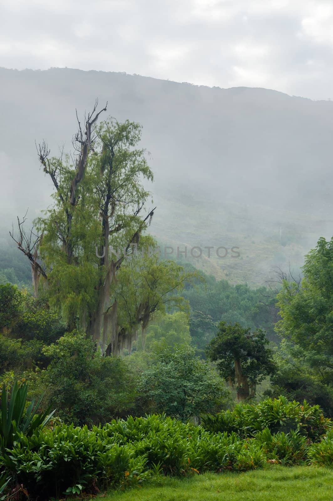 Beautiful lush green forest with foggy hills in background