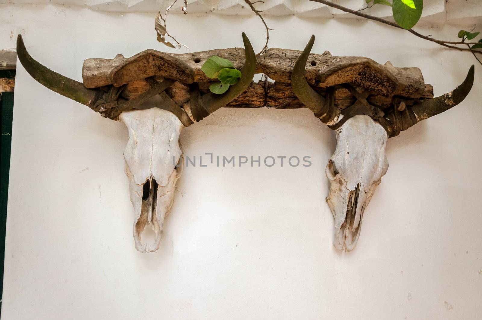 Two cow skulls mounted on a white wall