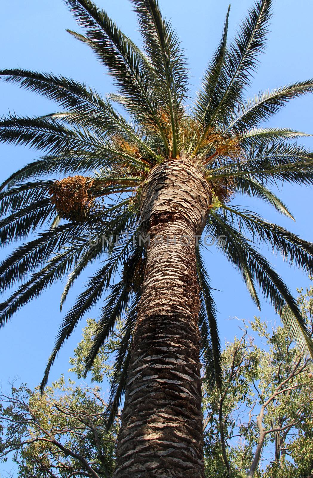 Palm tree by tanouchka
