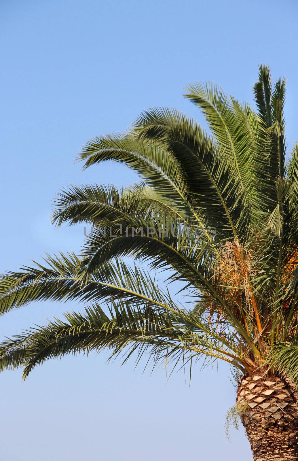 Palm tree  by tanouchka