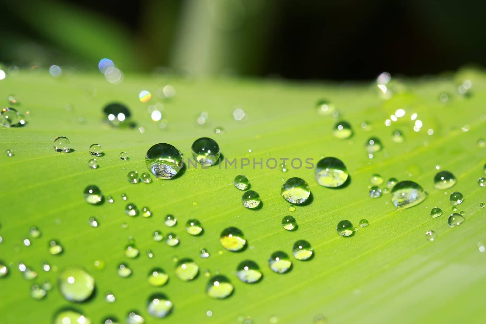 Water drops on fresh green leaf,